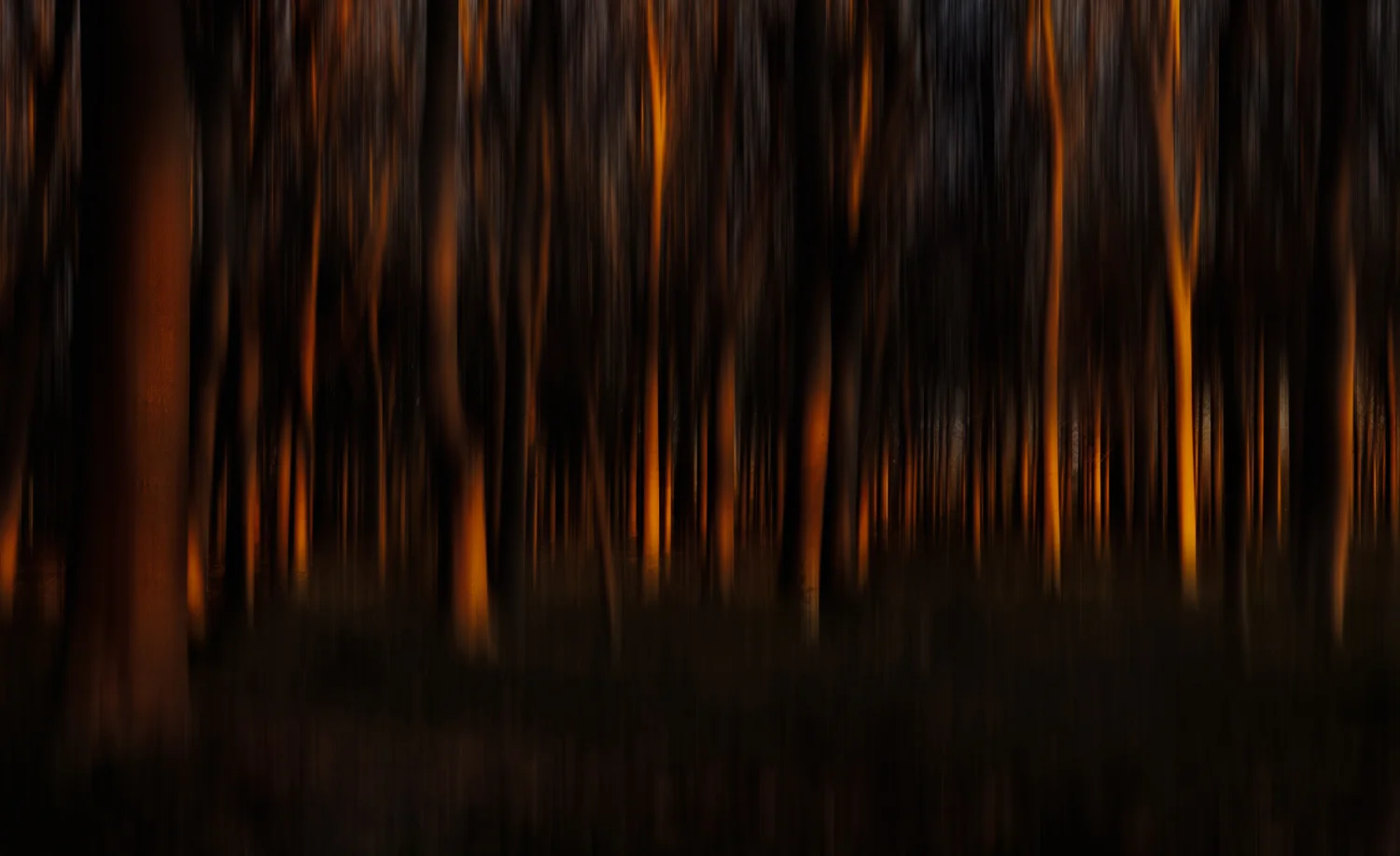 “Plantation Sunrise” Paulownia Plantation, Richmond Low Lands, Sydney, Australia.