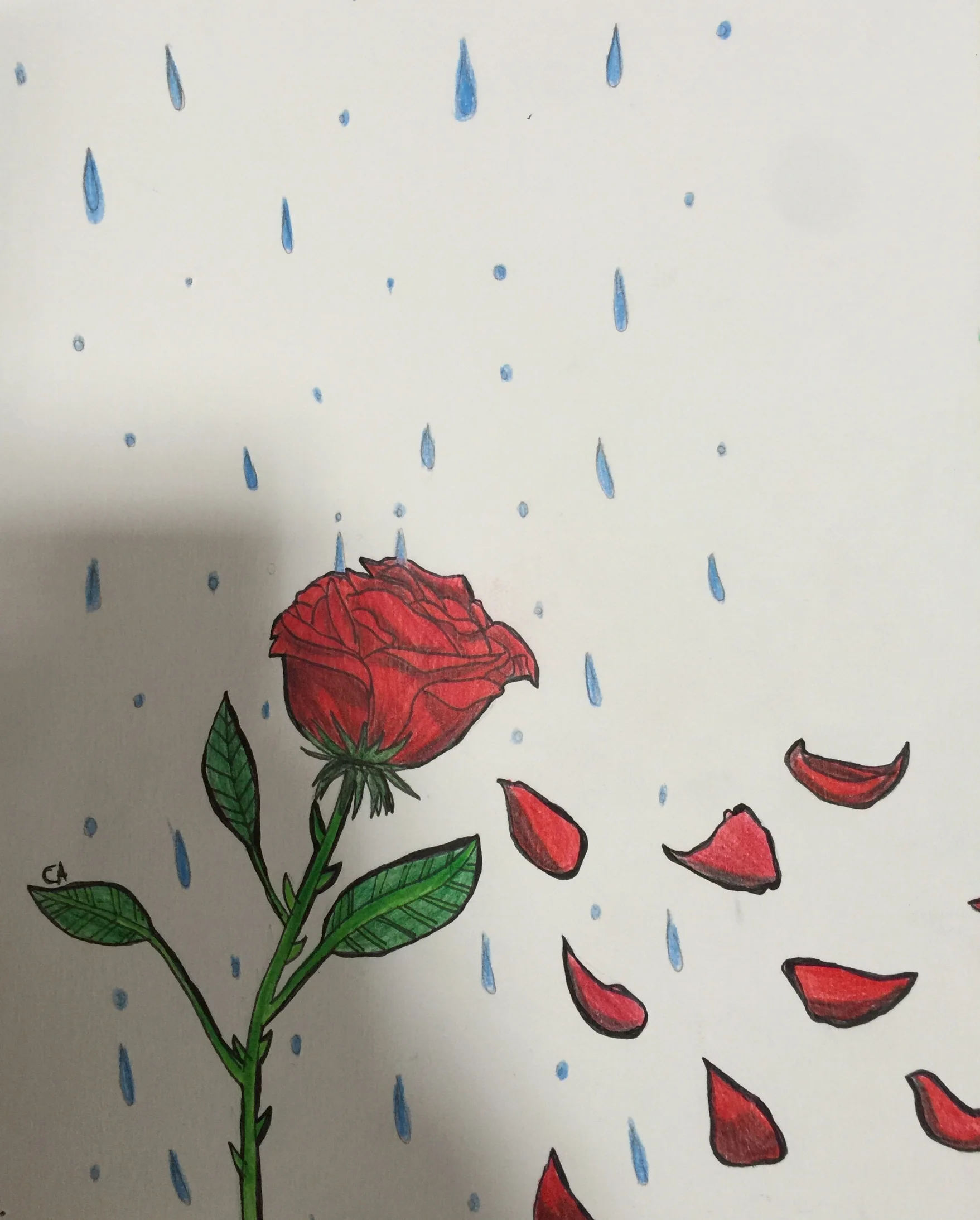 Rose petals and rain