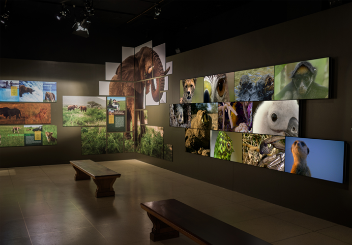 Clarity Matrix Video Wall Creates Memorable Experience at National Geographic Museum — Avitecture