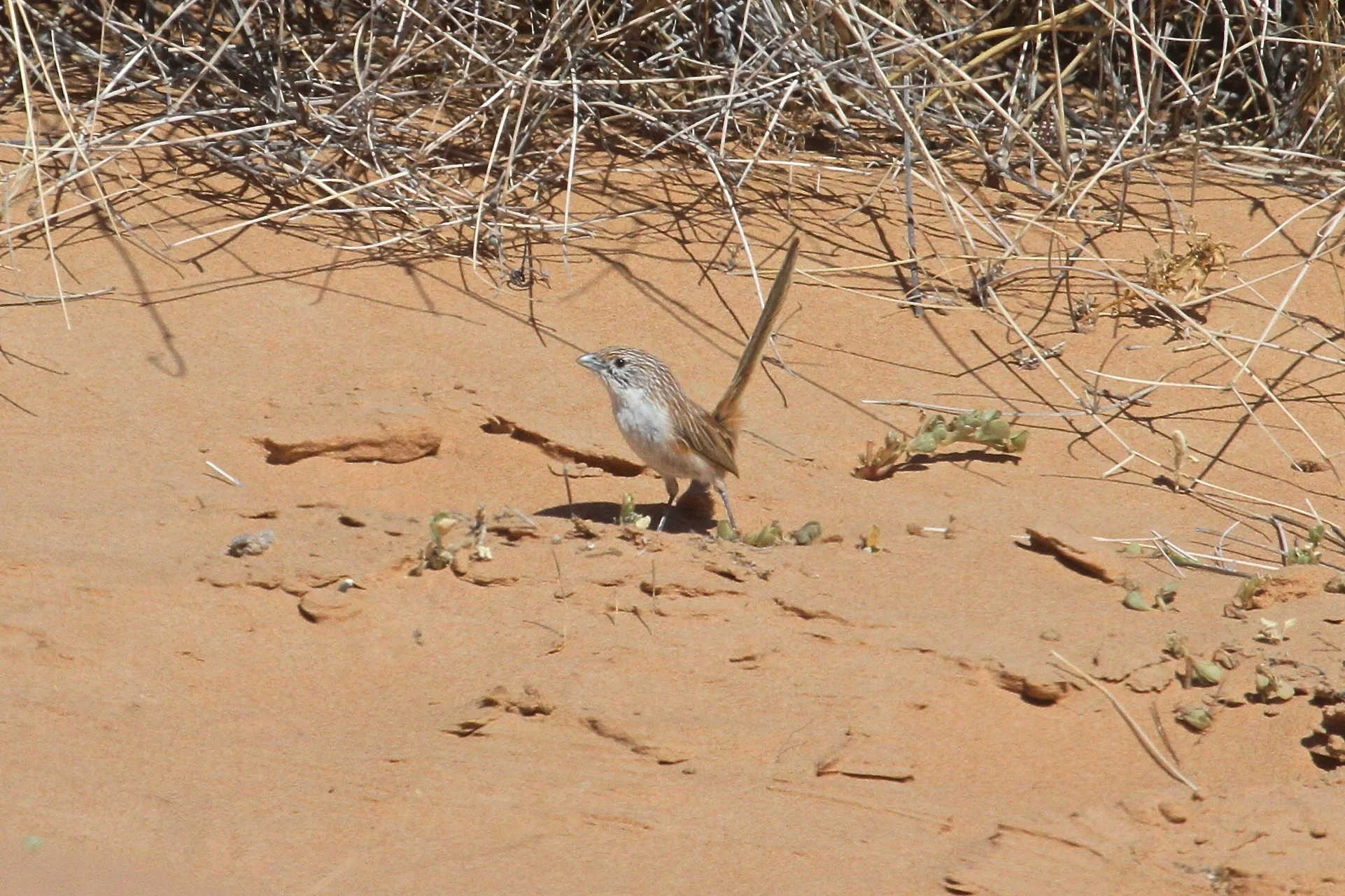 Eyrean Grasswren