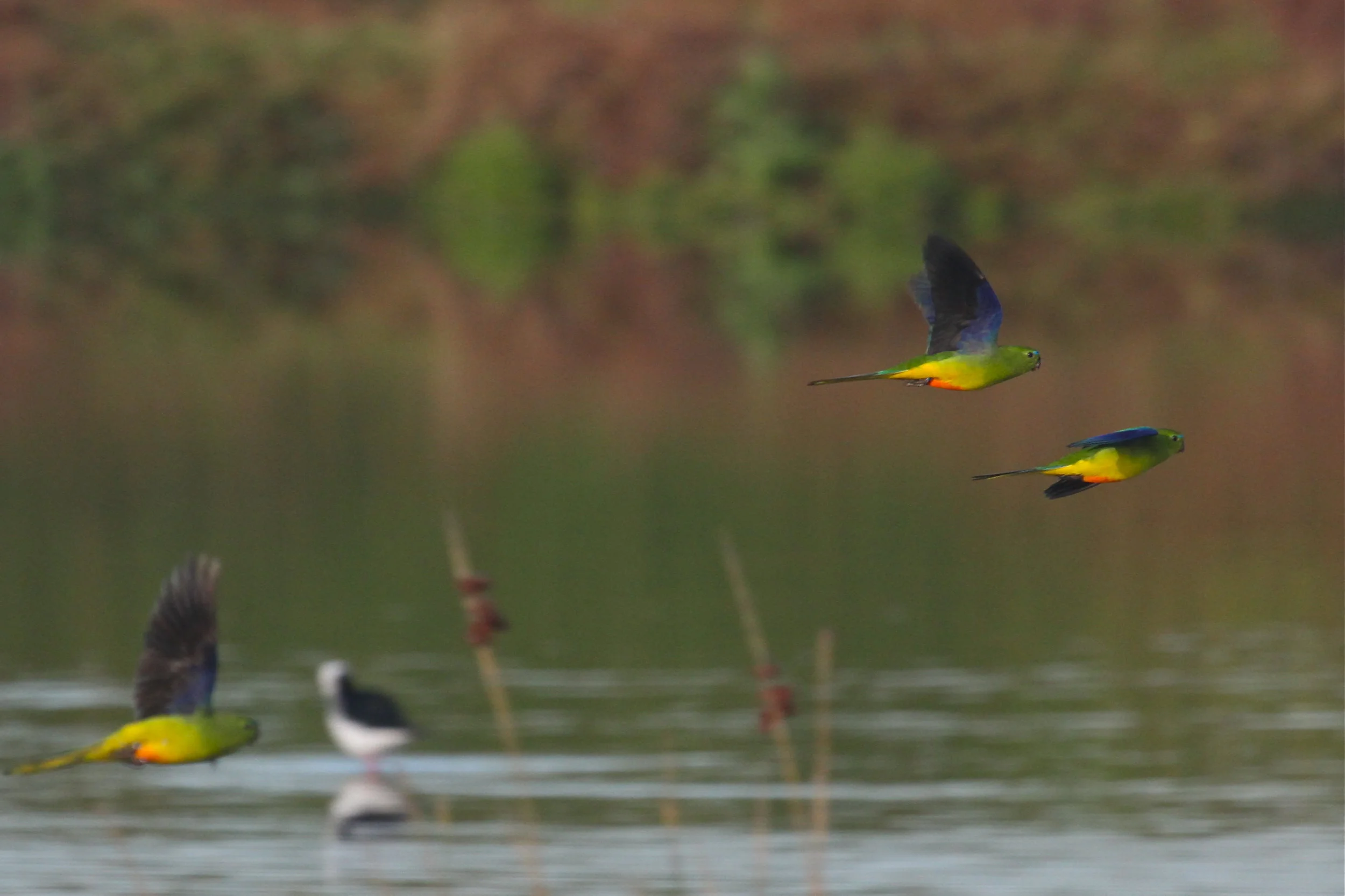 Orange-bellied Parrots, June 2012