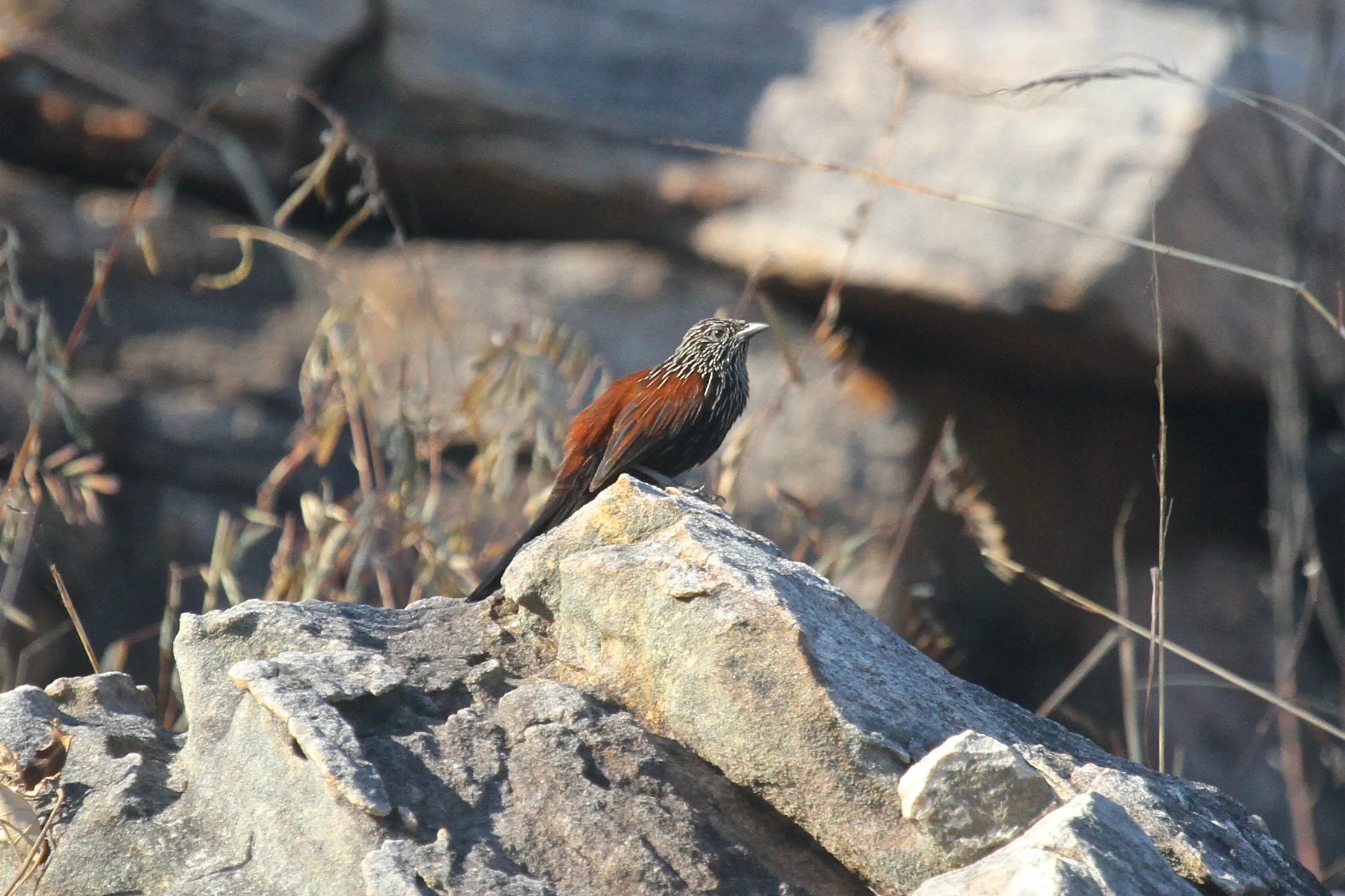 Black Grasswren