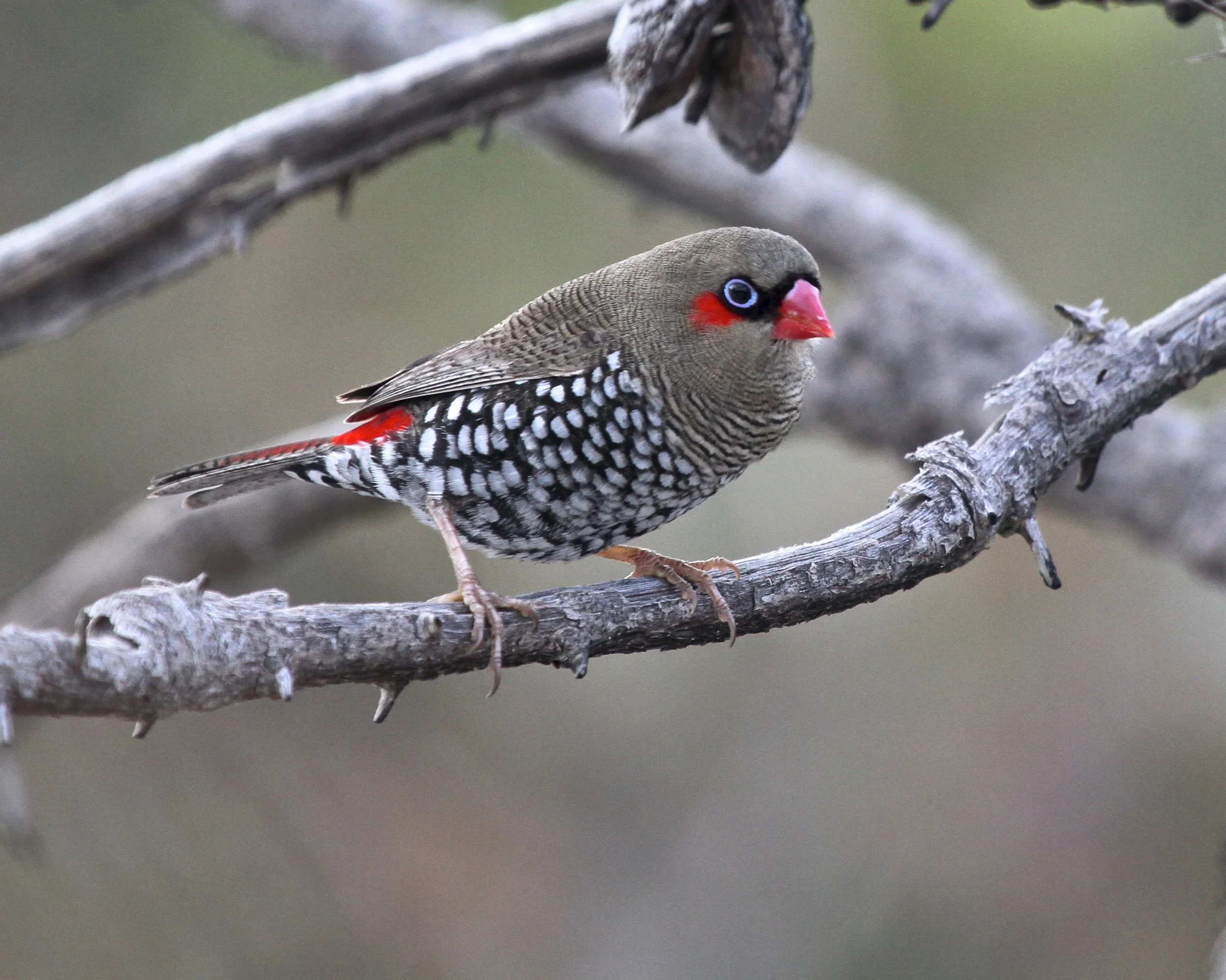 Red-eared Firetail