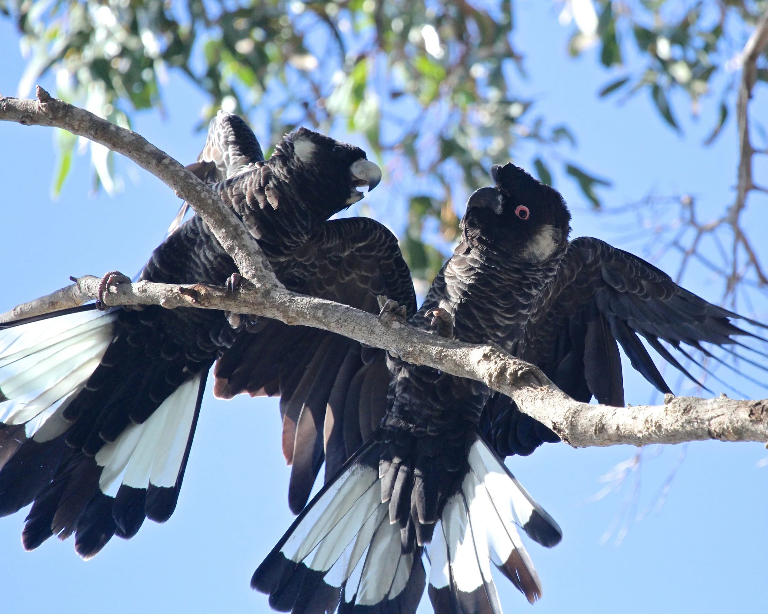 Carnaby's Black-Cockatoos