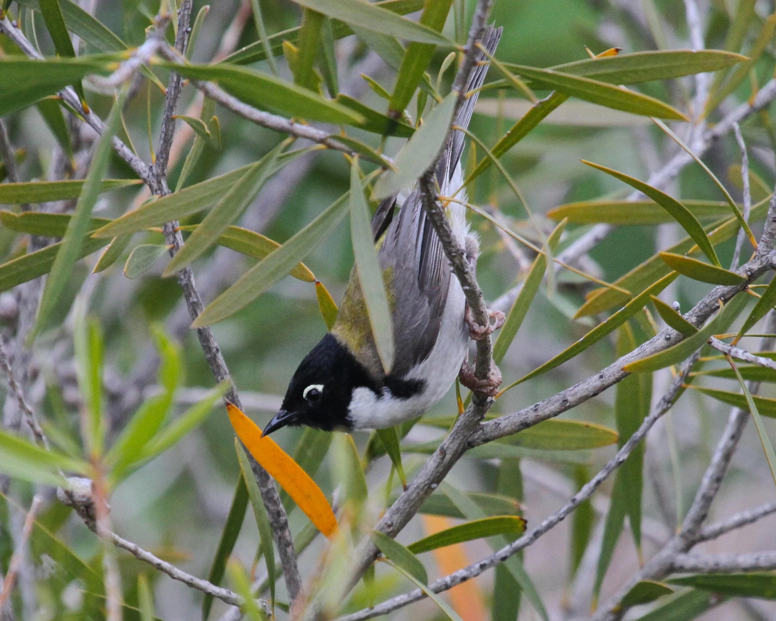 Black-headed Honeyeater, Tassie