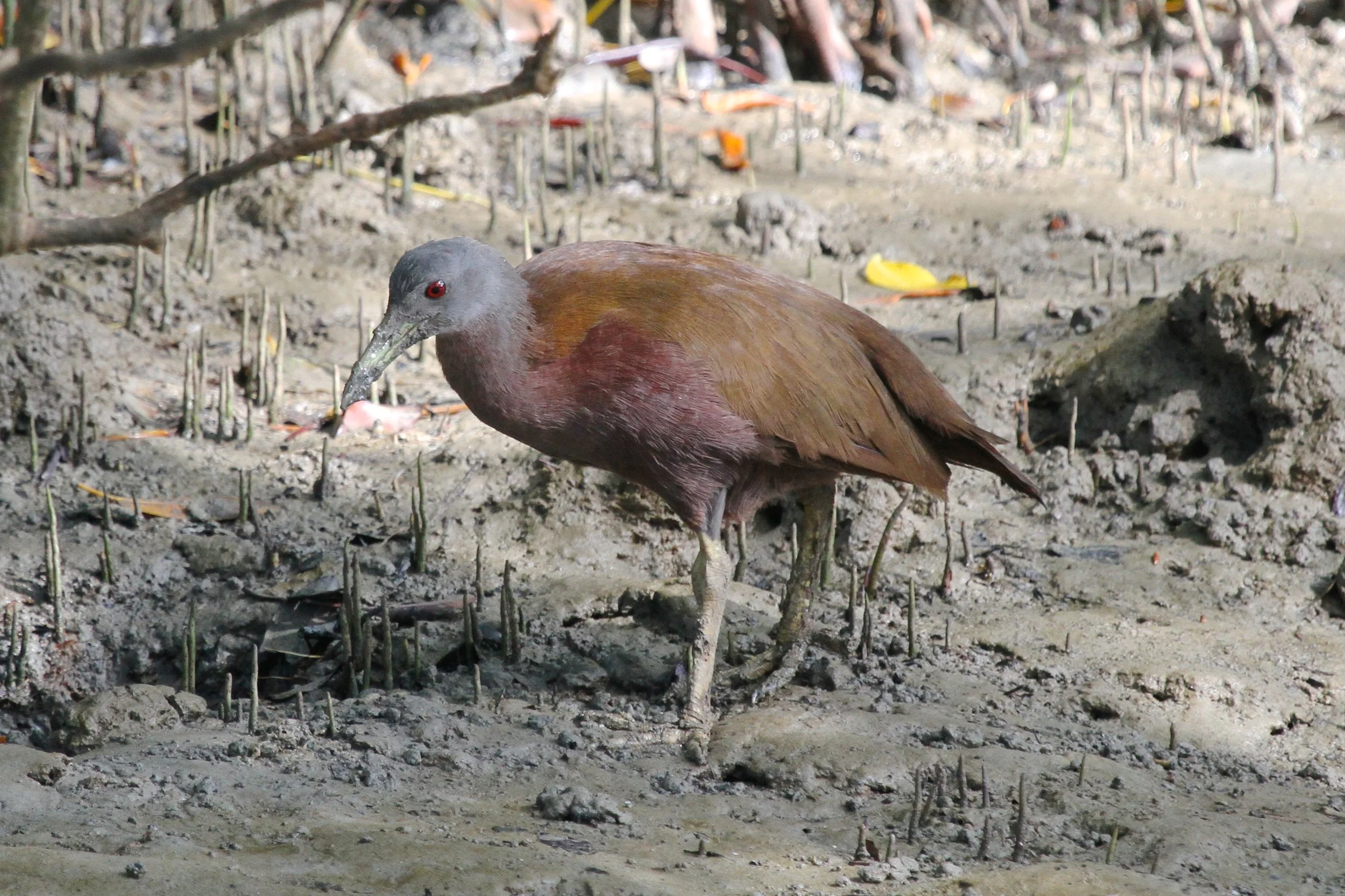 Chestnut Rail
