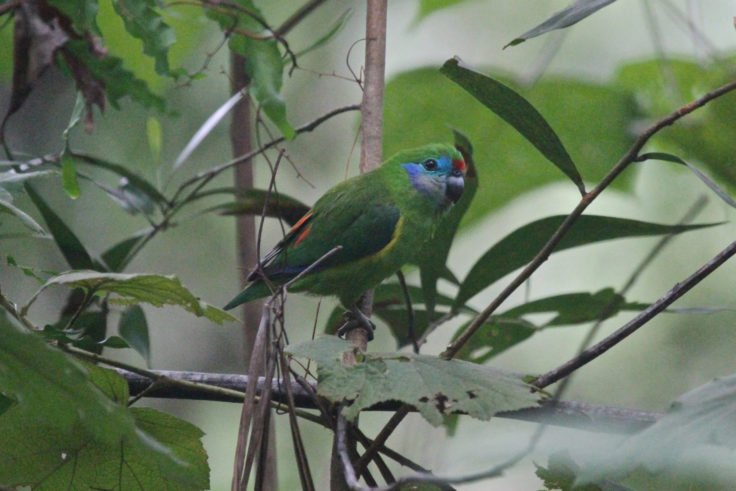 Double-eyed Fig-parrot
