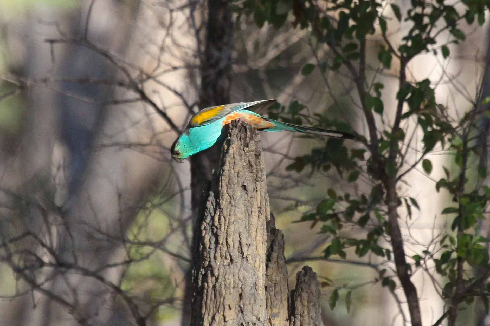 Golden-shoudered Parrot