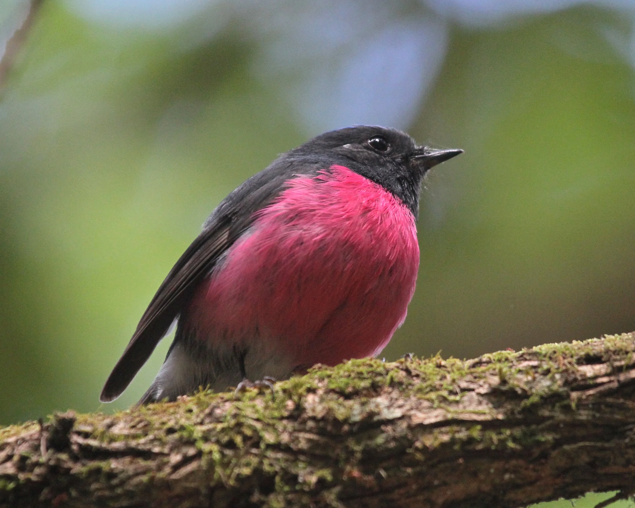 Pink Robin, Tassie