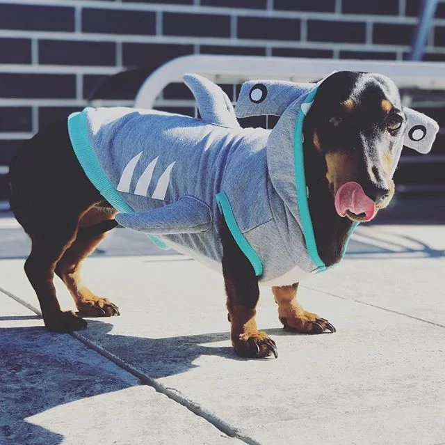 Did you say barramundi ?
Did you know we are puppy 🐶 friendly? Why not dine with your furry friend @thebarraboyscafe 
#brisbane #brisbaneeats #dachshund