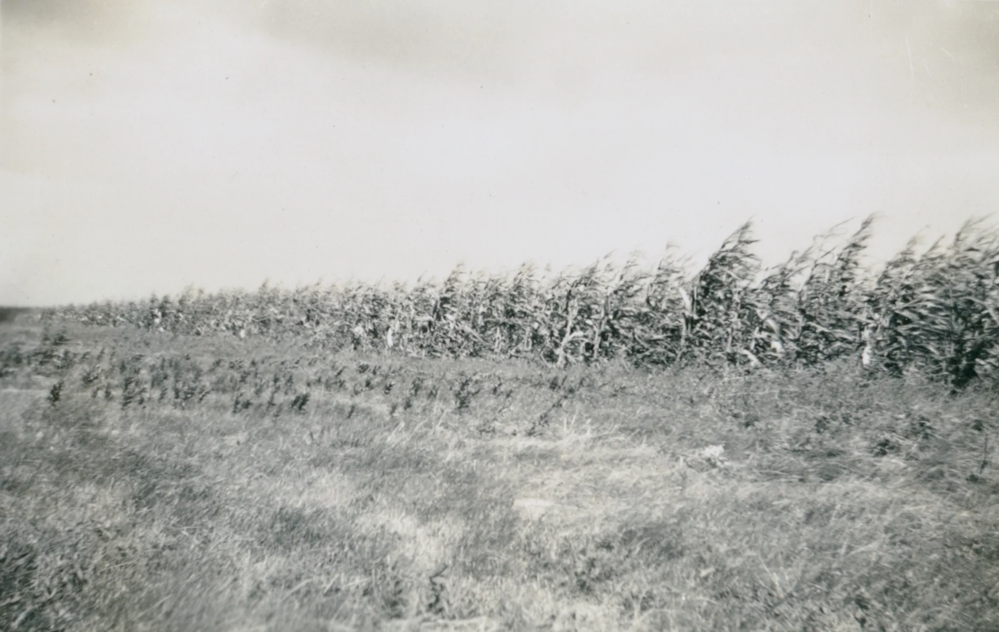 Corn Field big crop.jpeg