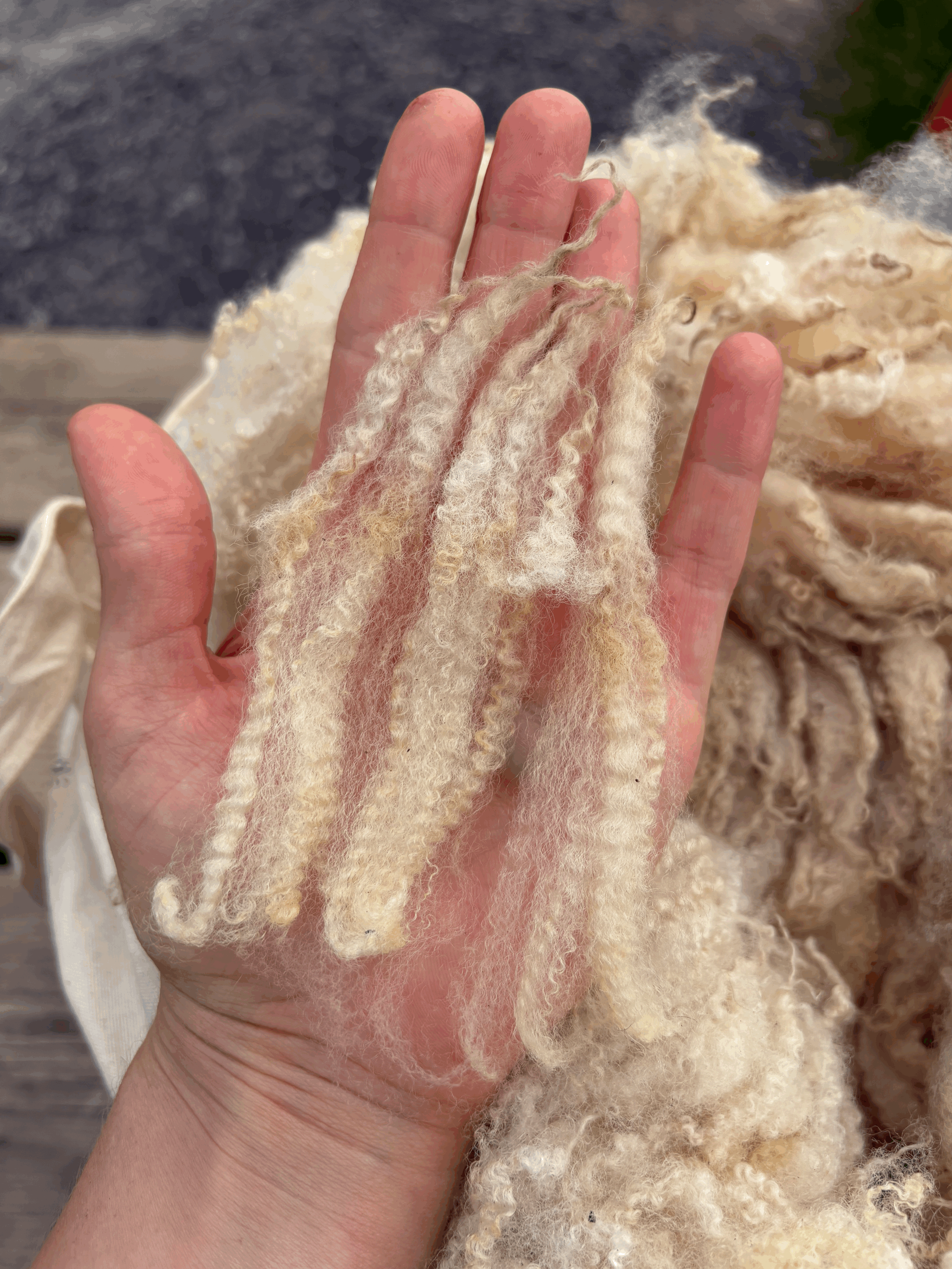 tempImagen12NsF.gif