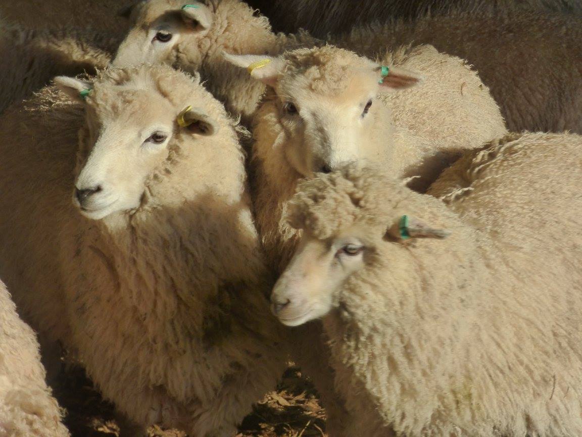 Romney Shetland lambs.jpg