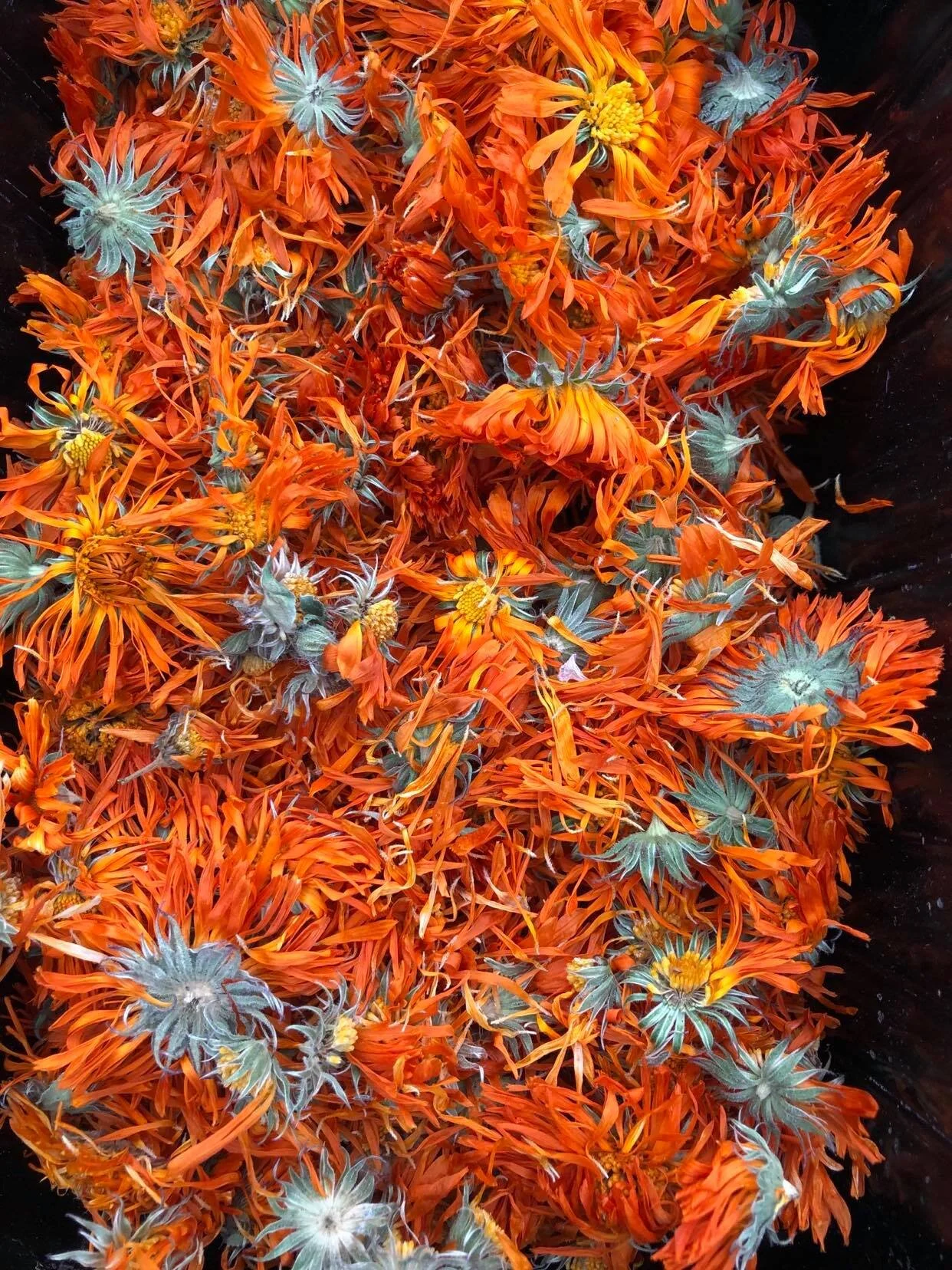 Dried flowers.jpg