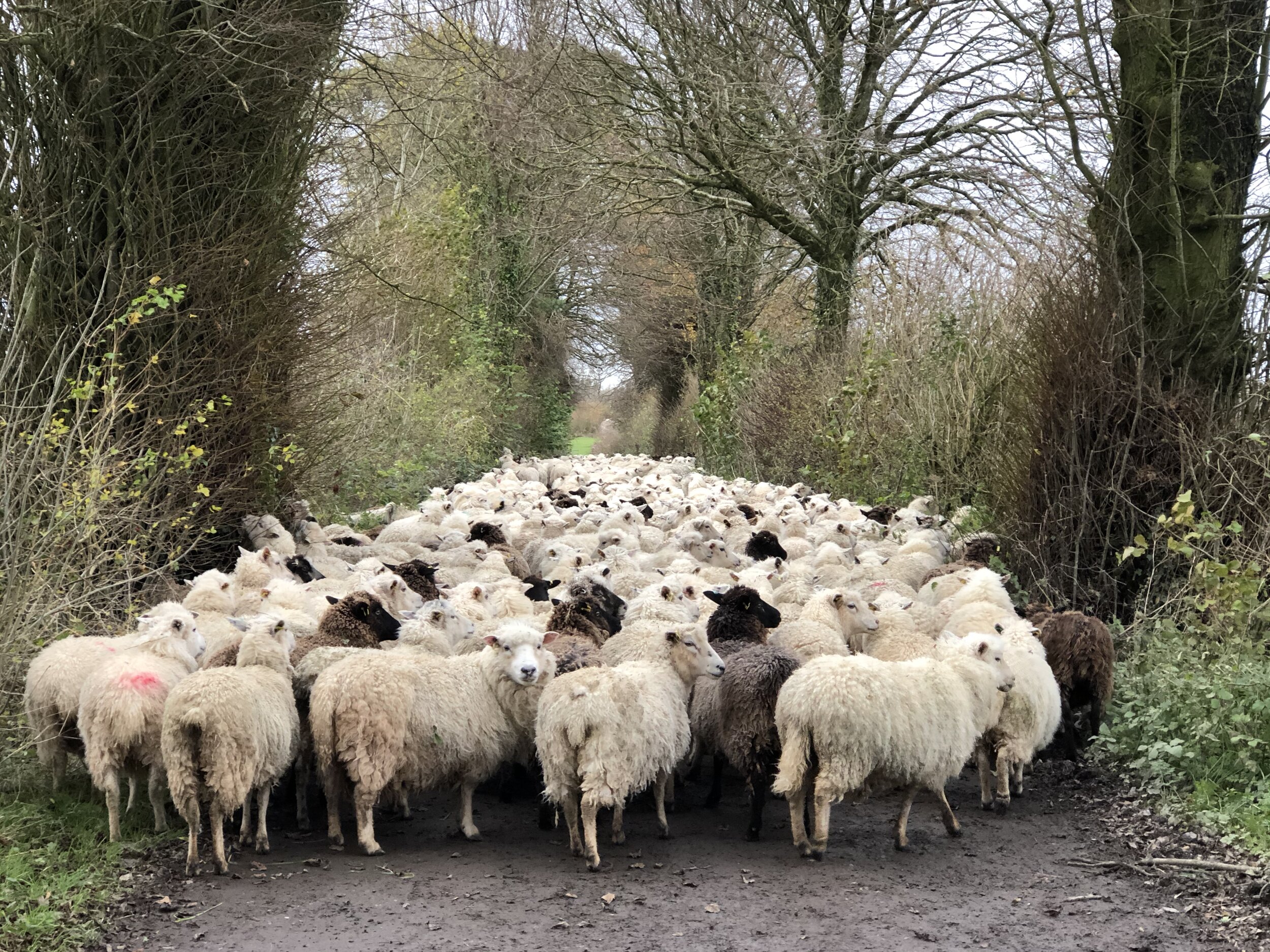 Sheep home down drive .jpg