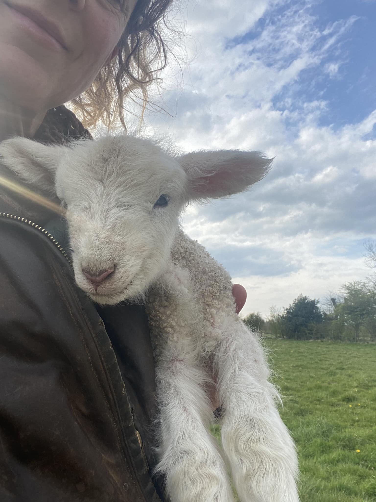 Still seeking an experienced outdoor lamber - 500 ewes in a drift flock rotation system based here @ Fernhill Farm - An Arcadian Place to Stay 

Must have skills with orphan lambs of various ages, lamb adoptions and treatment of hospital cases with a