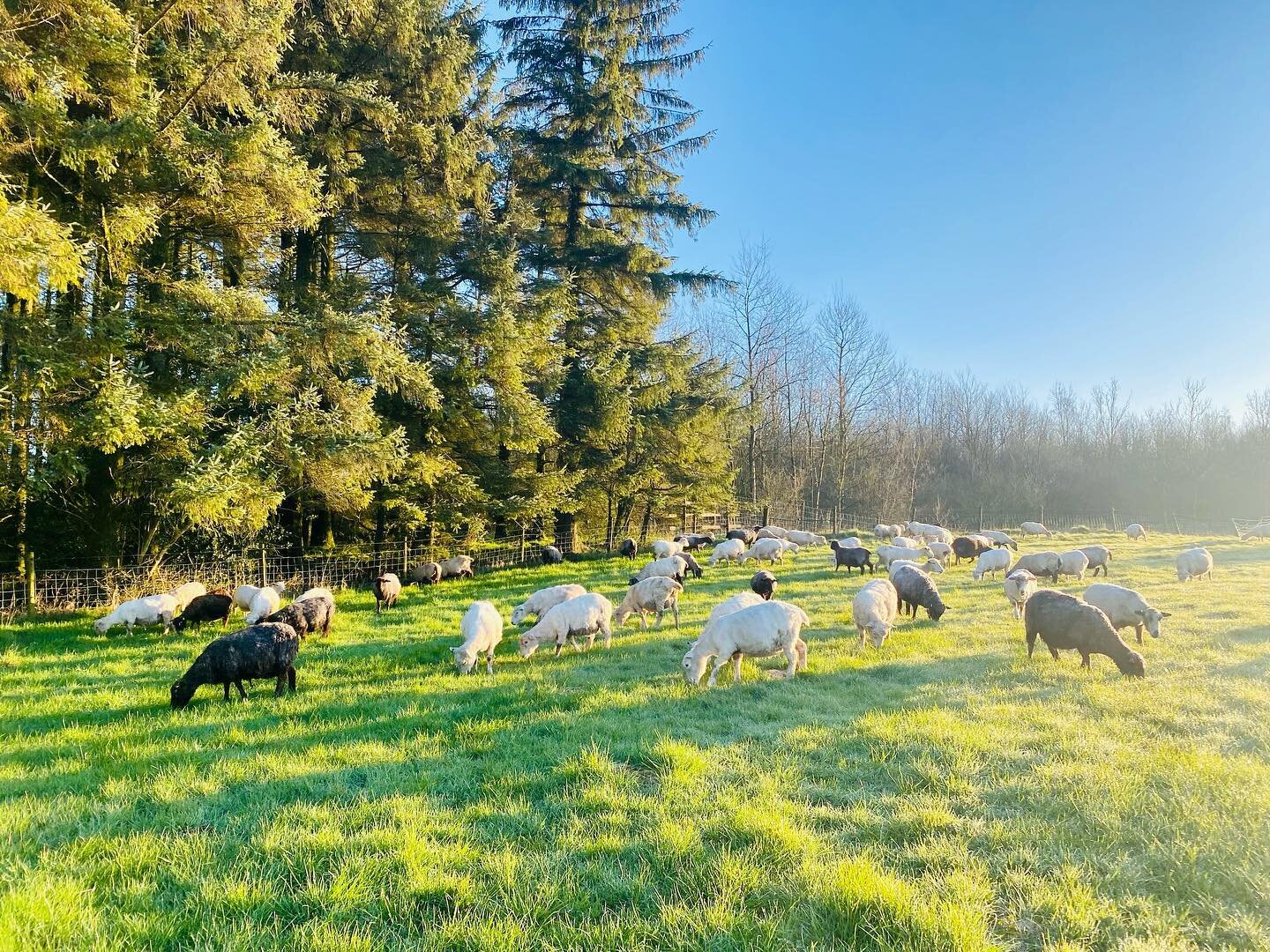 Beautiful morning, slight touch of frost hopefully means we are in for some kinder weather at last &hellip; been a rough week but ewes and lambs cope really well and looking lovely born under the trees last night #lambing2023 @fernhillfarm1 @fernhill