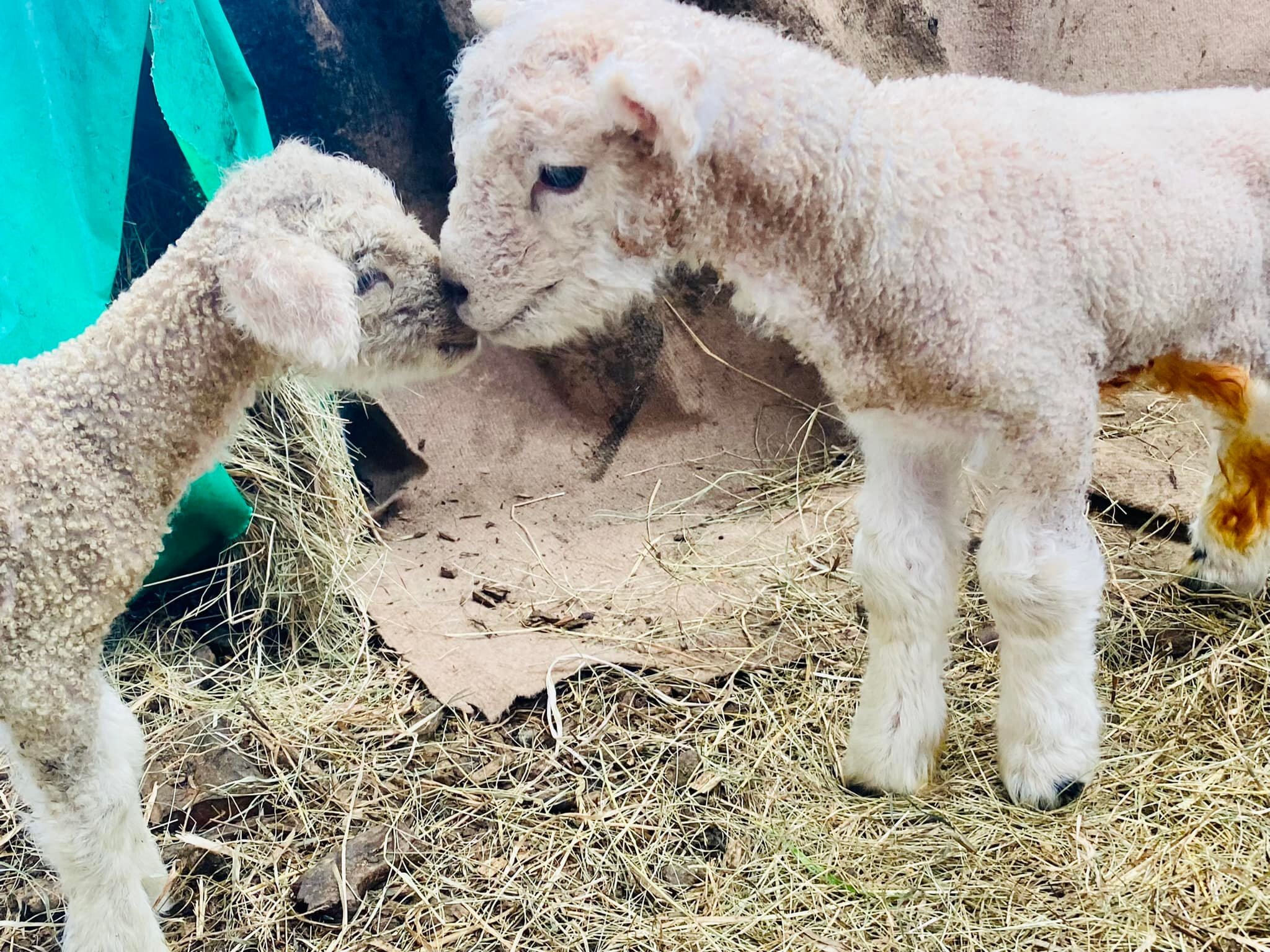 Seven Romney and Romney x Shetland whether lambs available .. plus a couple of smaller ewe lambs 

Please message for more details thanks 07903584596