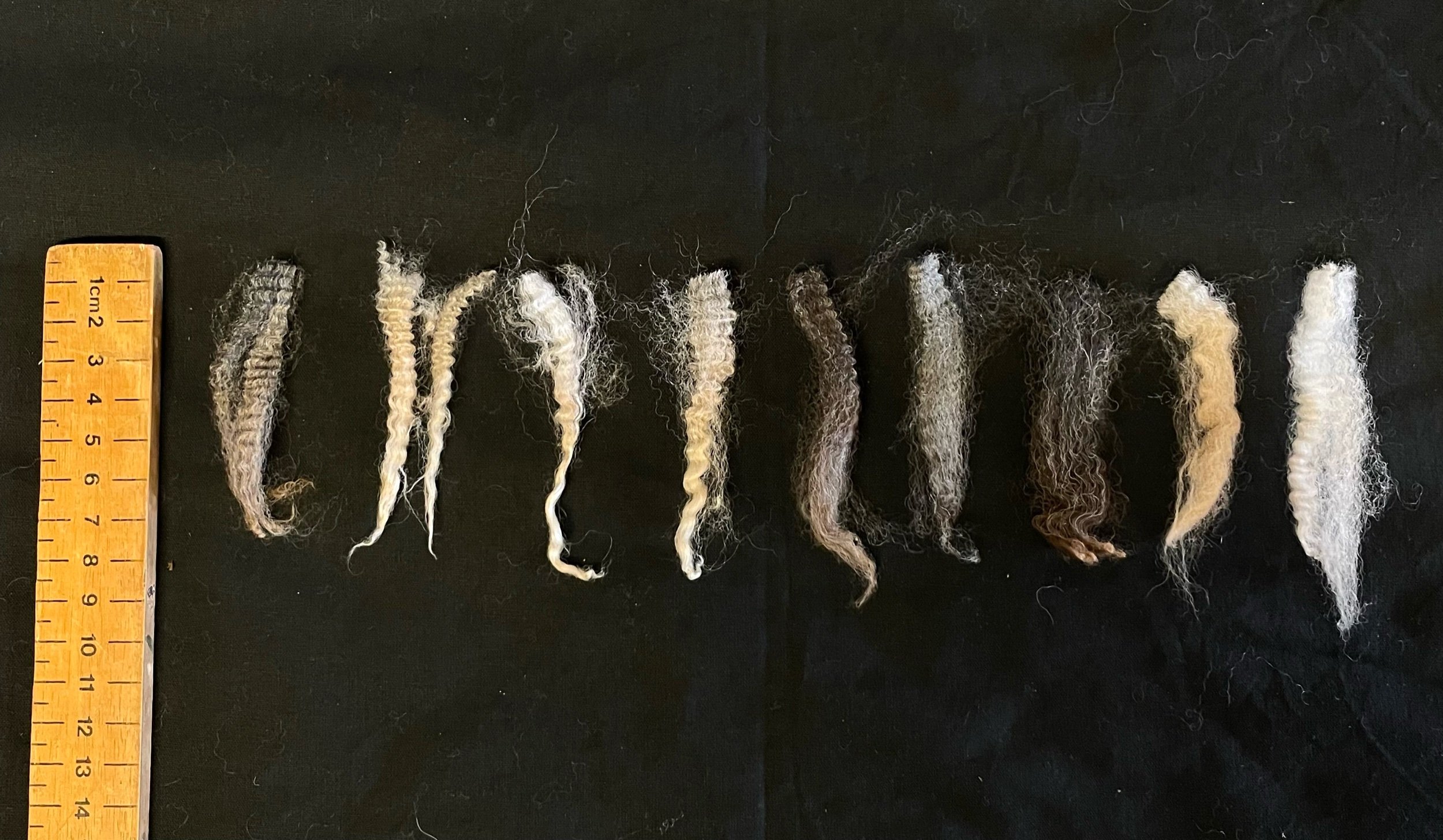 2025 1st Clip soft Raw Lambs Fleece