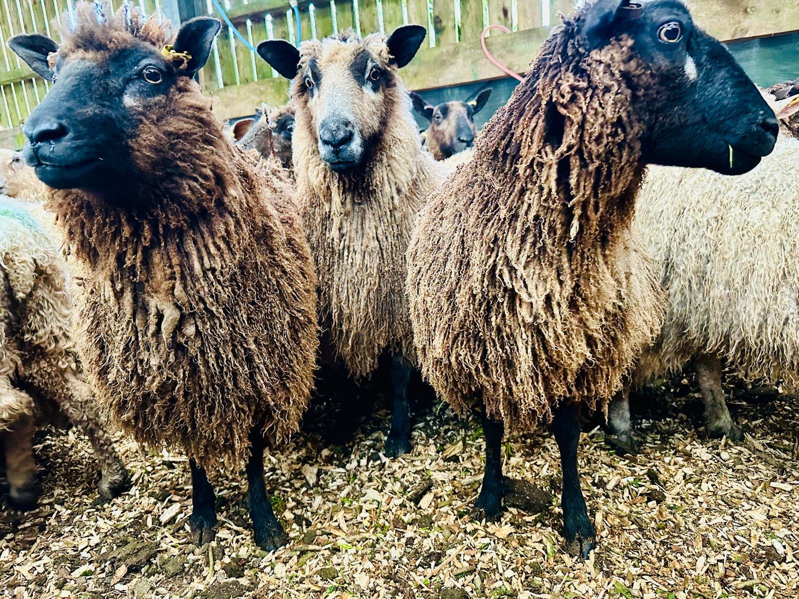 Fernhill Fibre - Muttons from our Lustre Flock - Best of the British Six genetics.jpg