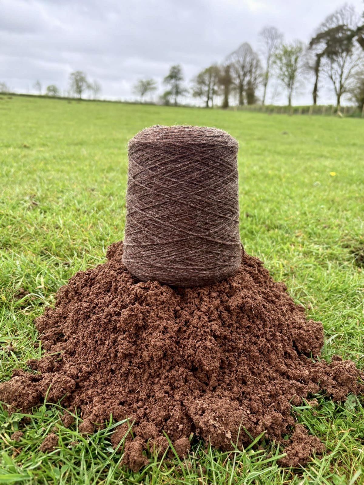 Mole Hill - 4/12 YSW - Crumbly Brown Romney Shetland Ewes