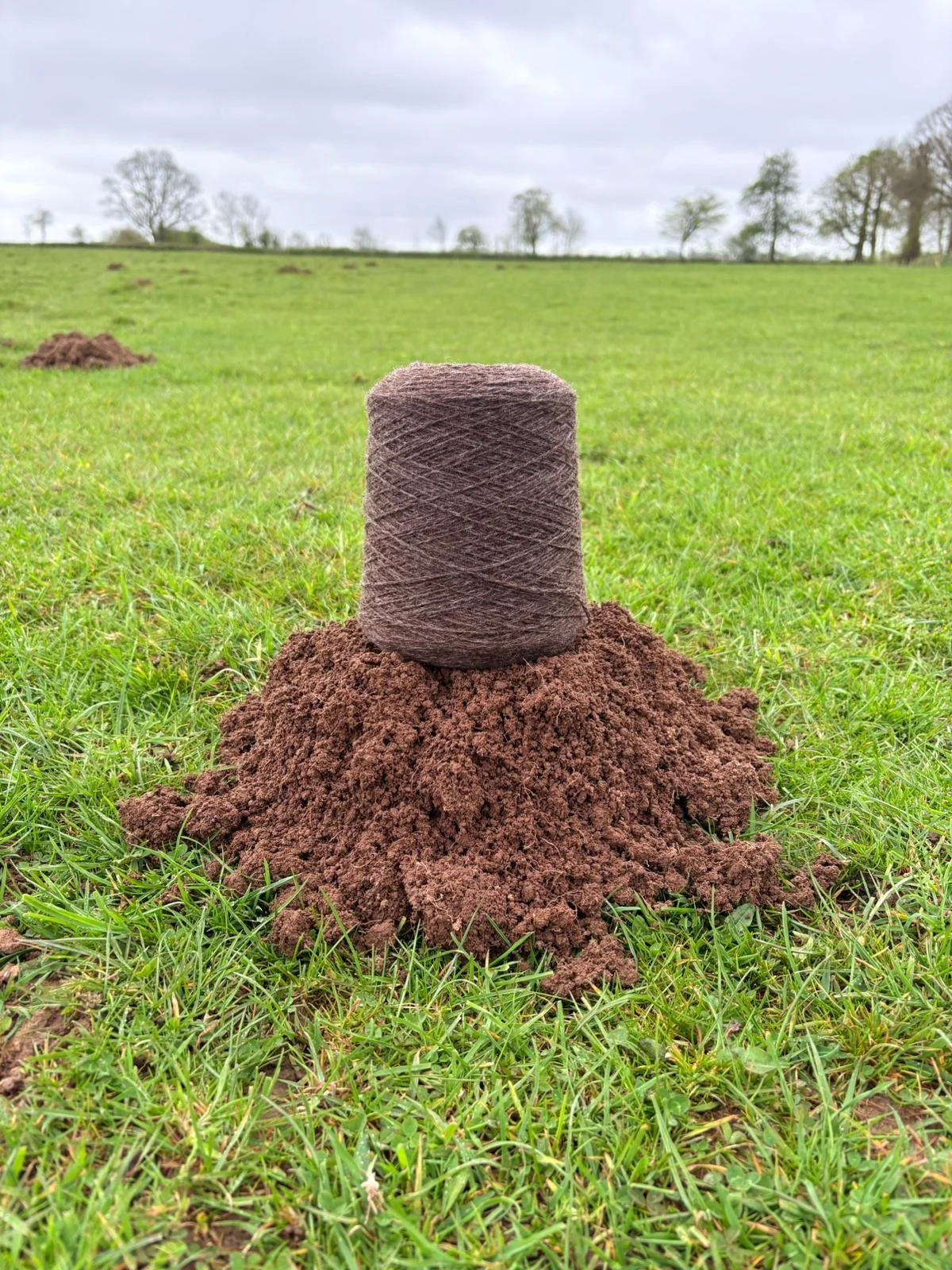 Mole Hill - 2/12 YSW - Crumbly Brown Romney Shetland Ewes