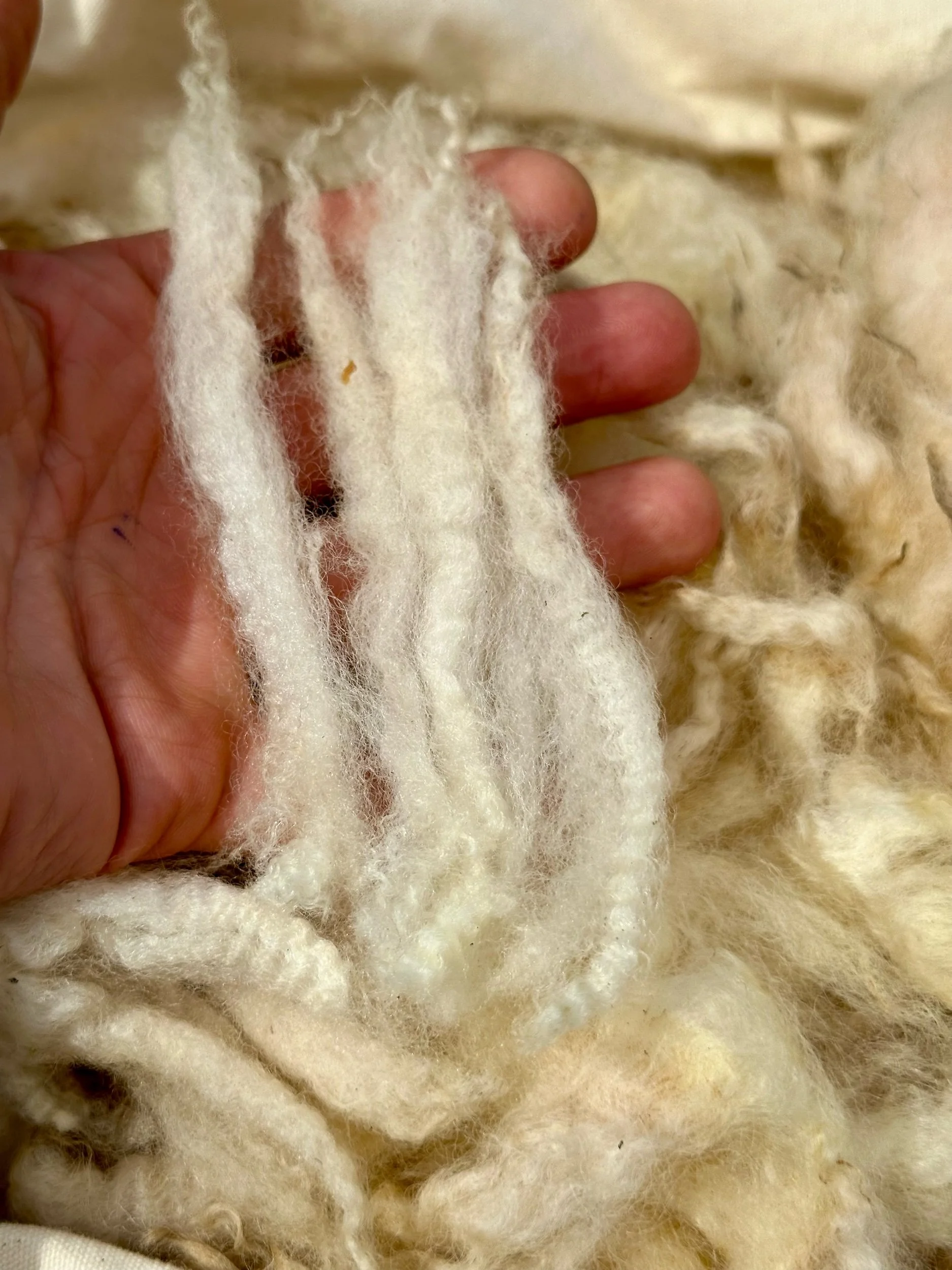 Organic White Raw Full-Wool Ewes Fleece