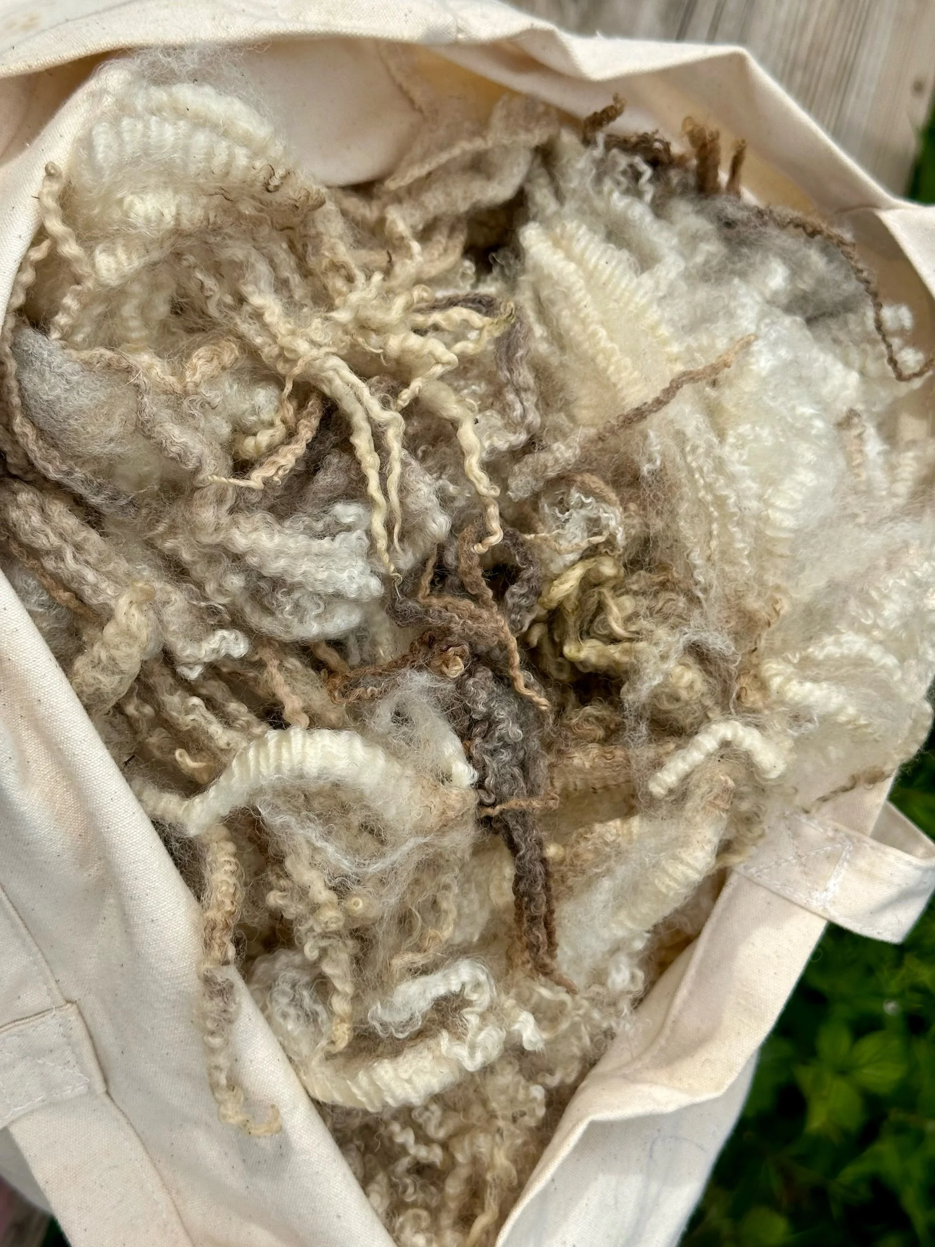 Extra Long Lustre flock - white with brown edges - Raw Fleece
