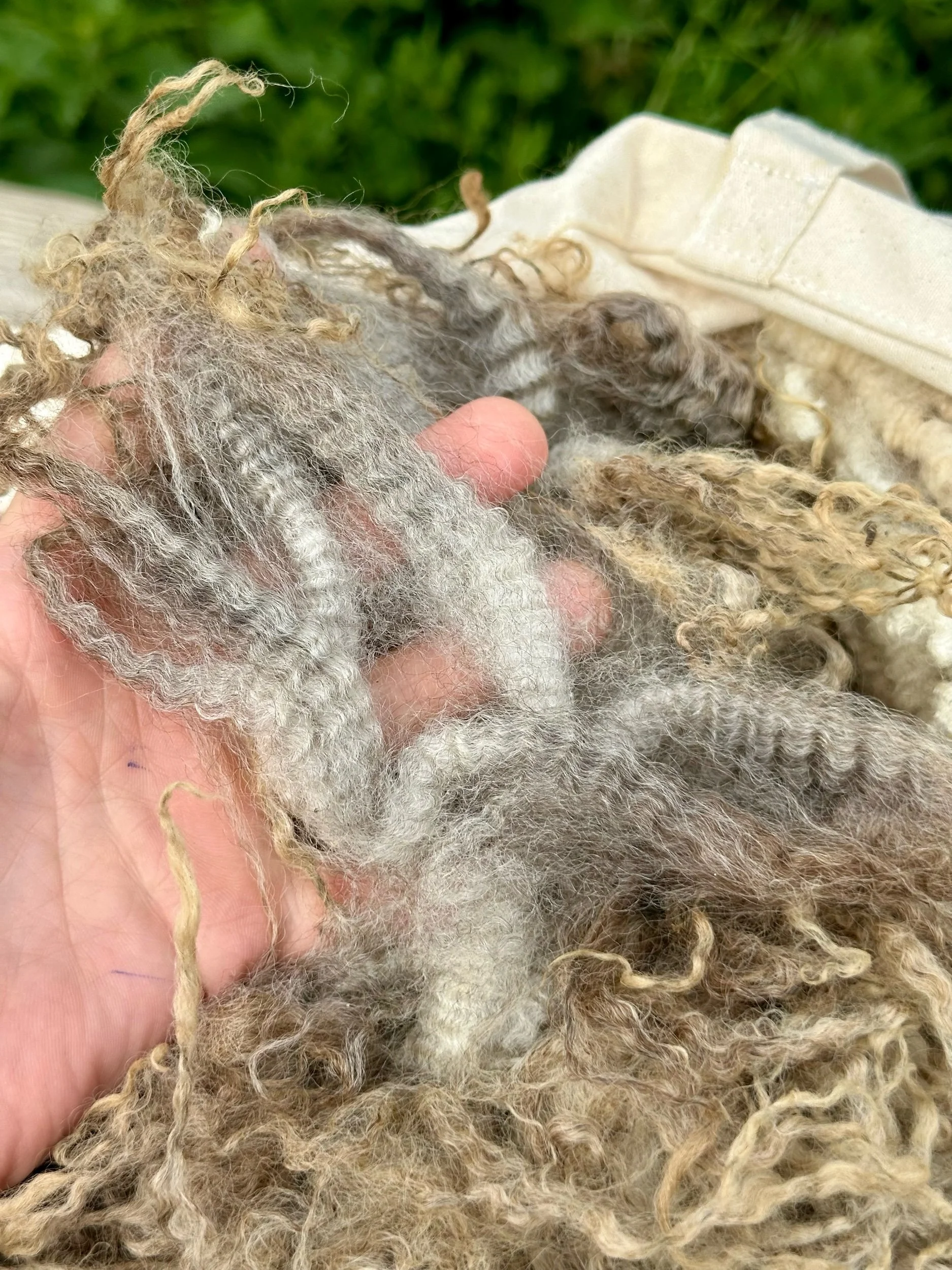 Mixed Length Lustre flock - white with brown edges - Raw Fleece