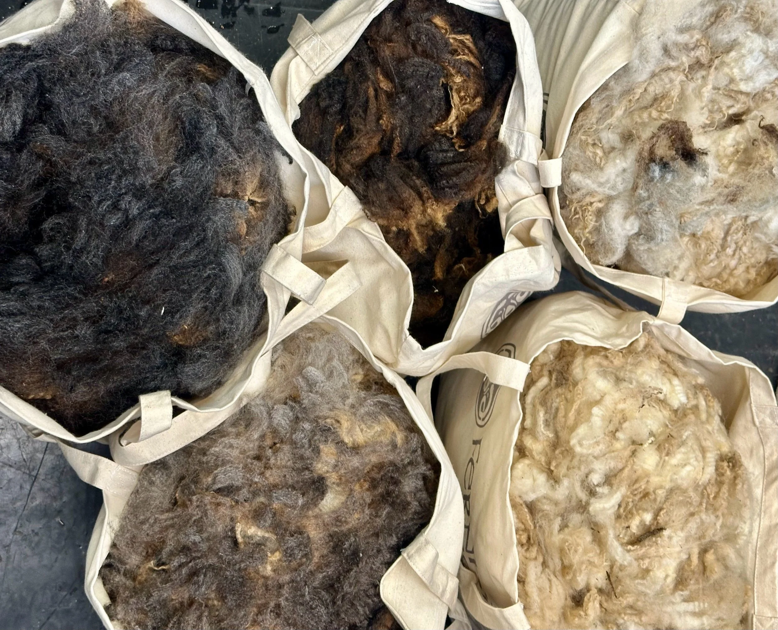 5 Organic Romney Shearling Super-Soft Raw Fleeces