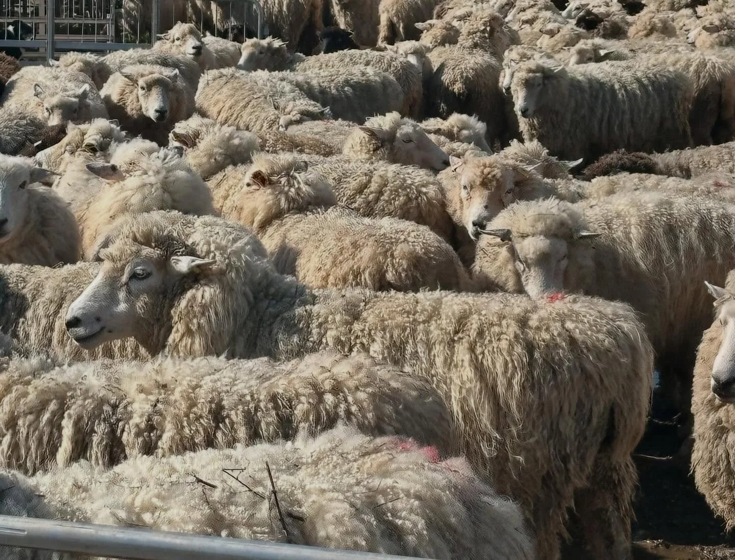 Sheep for sale due to change in grazing situation:
80 Romneys - 2 &amp; 4 tooth ewes 
Scanned 150% (mix twins &amp; singles) 
Due to lamb 15th April x 4 weeks tupping with Romney rams 
On the Heptovac scheme 
Immediate sale @ &pound;185/ewe as a job 