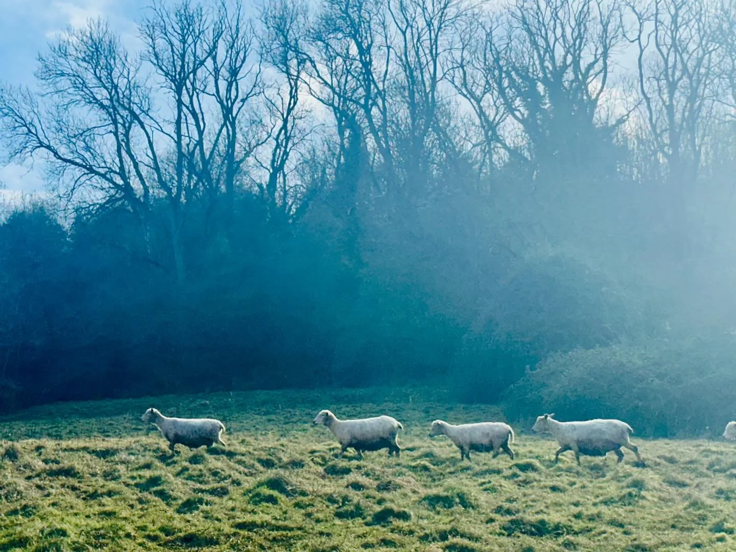 Annual pilgrimage of pregnant ewes taking their time from their post-shearing woody bramble patches on the sheltered side of the Mendip Hills, up and over the top into their lambing paddocks on a calm Easter Sunday.
A beautiful day to gather gently a