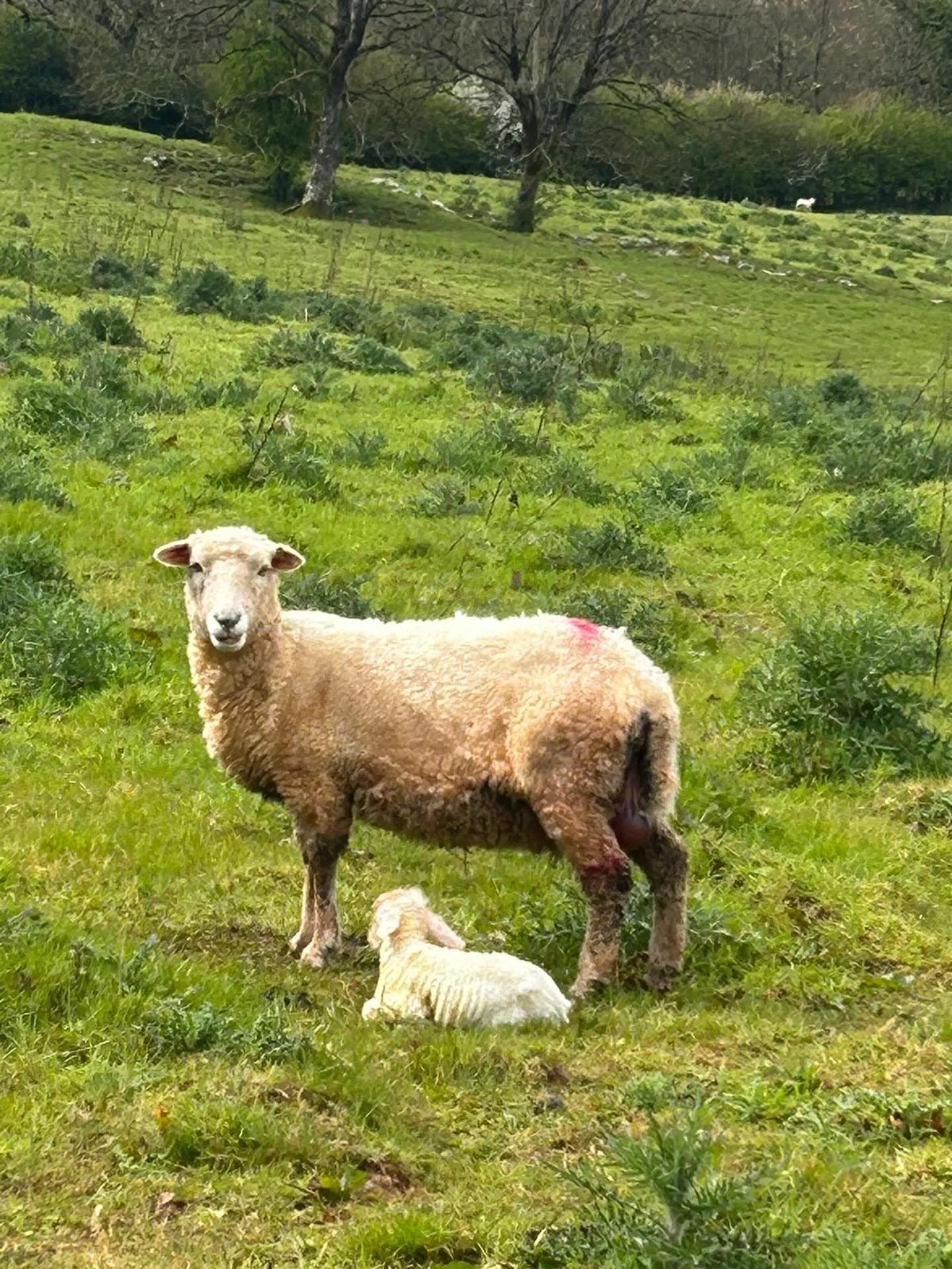 Our ewes are lambing again - due from the 15th April, our next four weeks here will look a lot like this every day so if your planning your event with us, this year or next, please spare a thought for moments like these - when we say we are busy, don