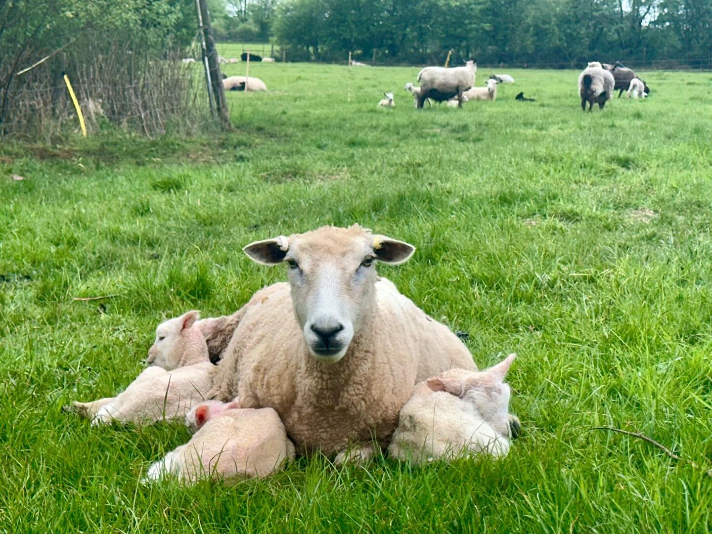 Five Trilpets before 7am this morning so we are again looking to rehome many orphans this weekend - we had over 50 triplets scanned and 20 orphans all doing well in our shed - combination of Romney, Wensleydale, BFL half bred breeds on offer, both ra