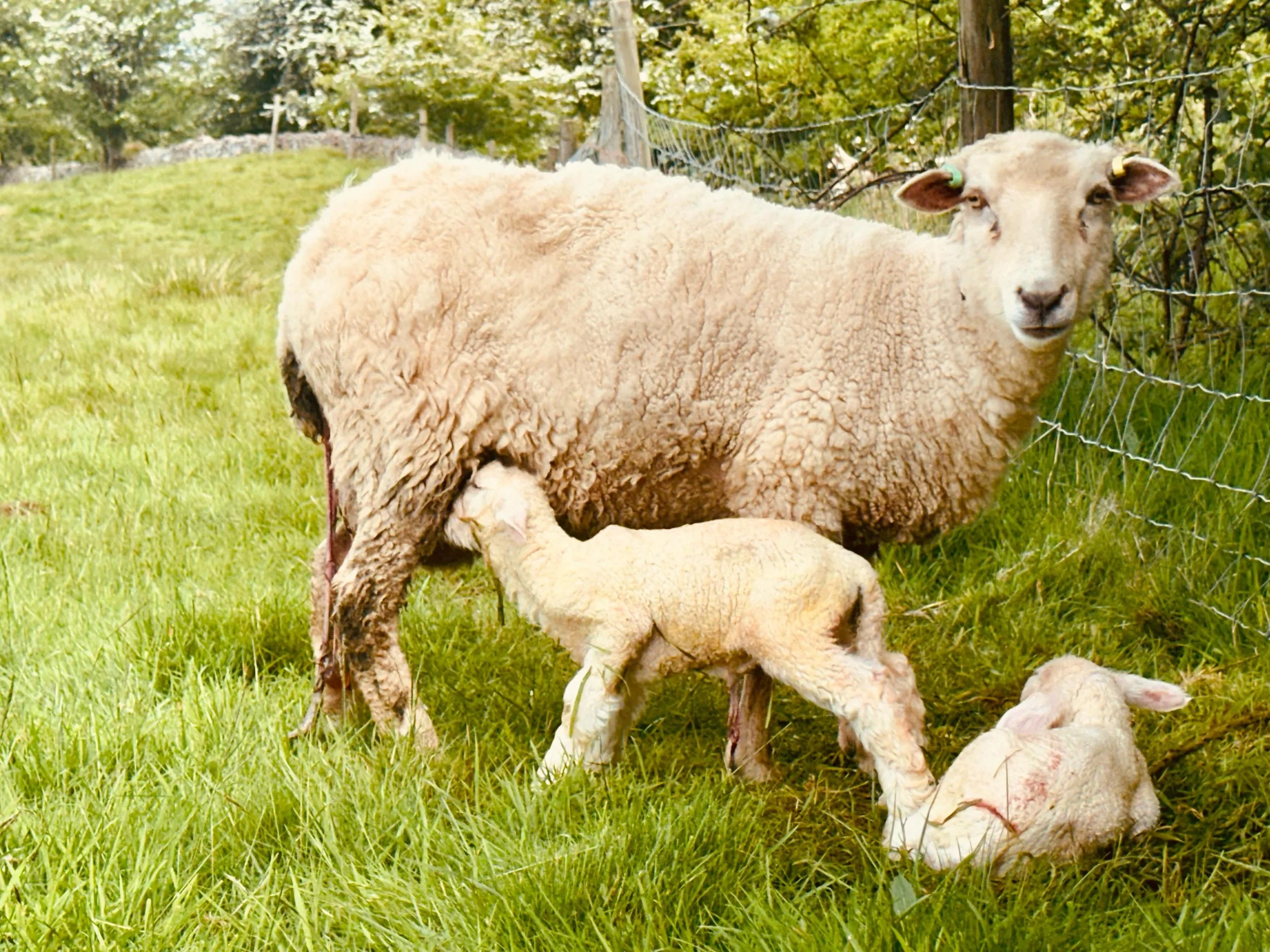 Right on time ... we have finished lambing on the 15th May 2026 with two more of our favourite sheep here .... bright white Romneys ... wonderful season again ... time to relax and escape the fields for just a little bit before festival season starts