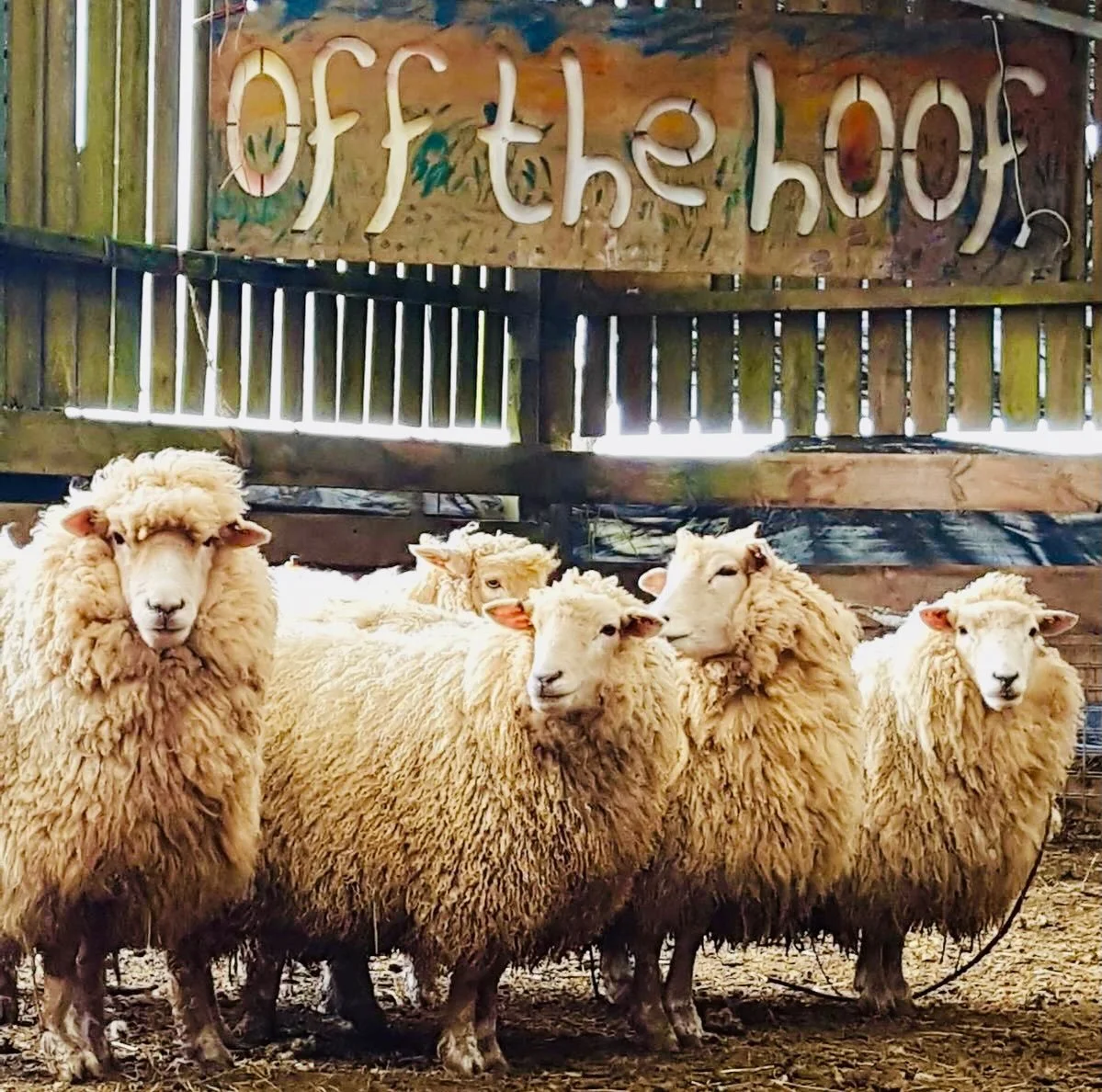 Everything we create is 'off the hoof' and especially when it comes to food and our fibres, and for the next three days of Bank Holiday Bliss, I am am home, here almost alone enjoying the rain, preparing to take our pop up wool shop on the road, and 