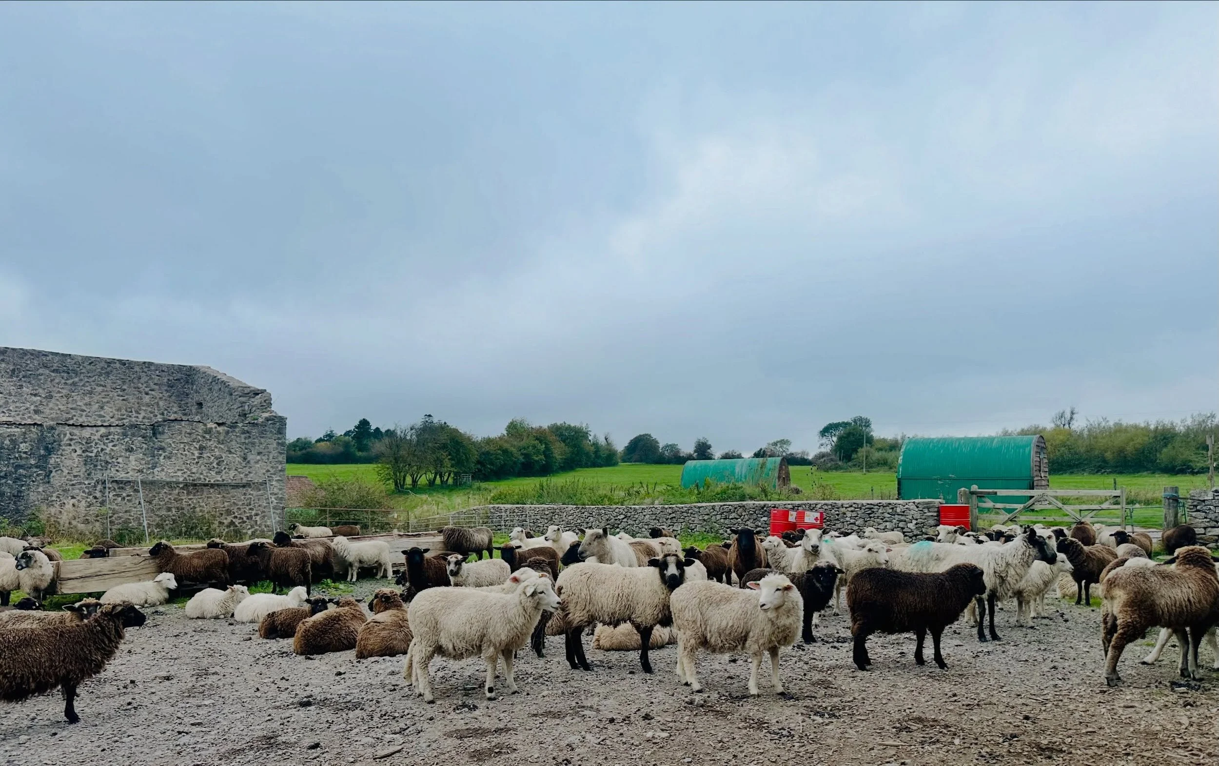 A different admin view as we beam the satellite signal across the yard, through the old Bank Barn everyone calls The Castle, over to our farm office where I had already shut myself away since before 8am to knuckle down and do the paperwork .. which i