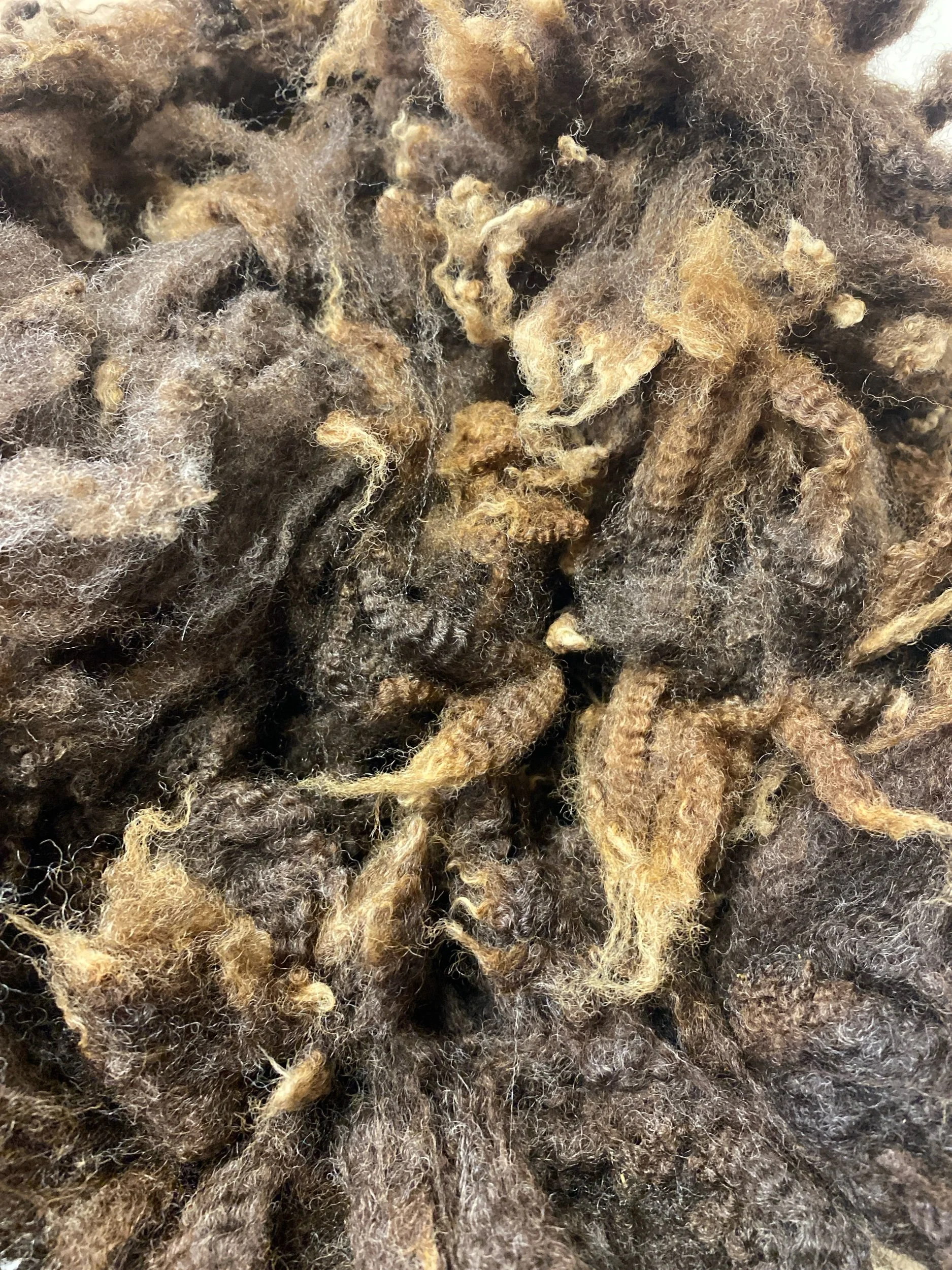 Romney X Shetland -  Brown Raw Fleece