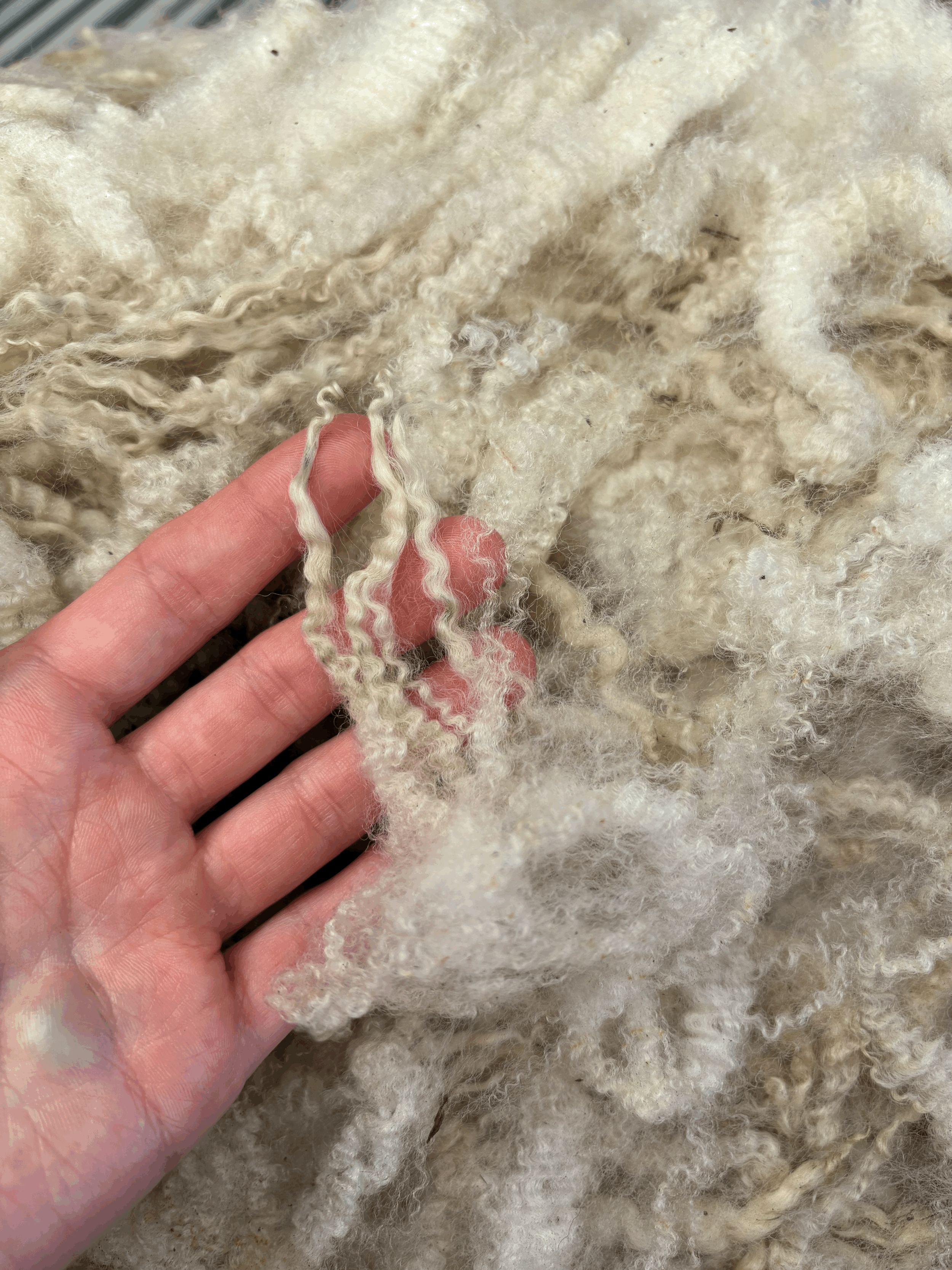 tempImage31Ft7A.gif