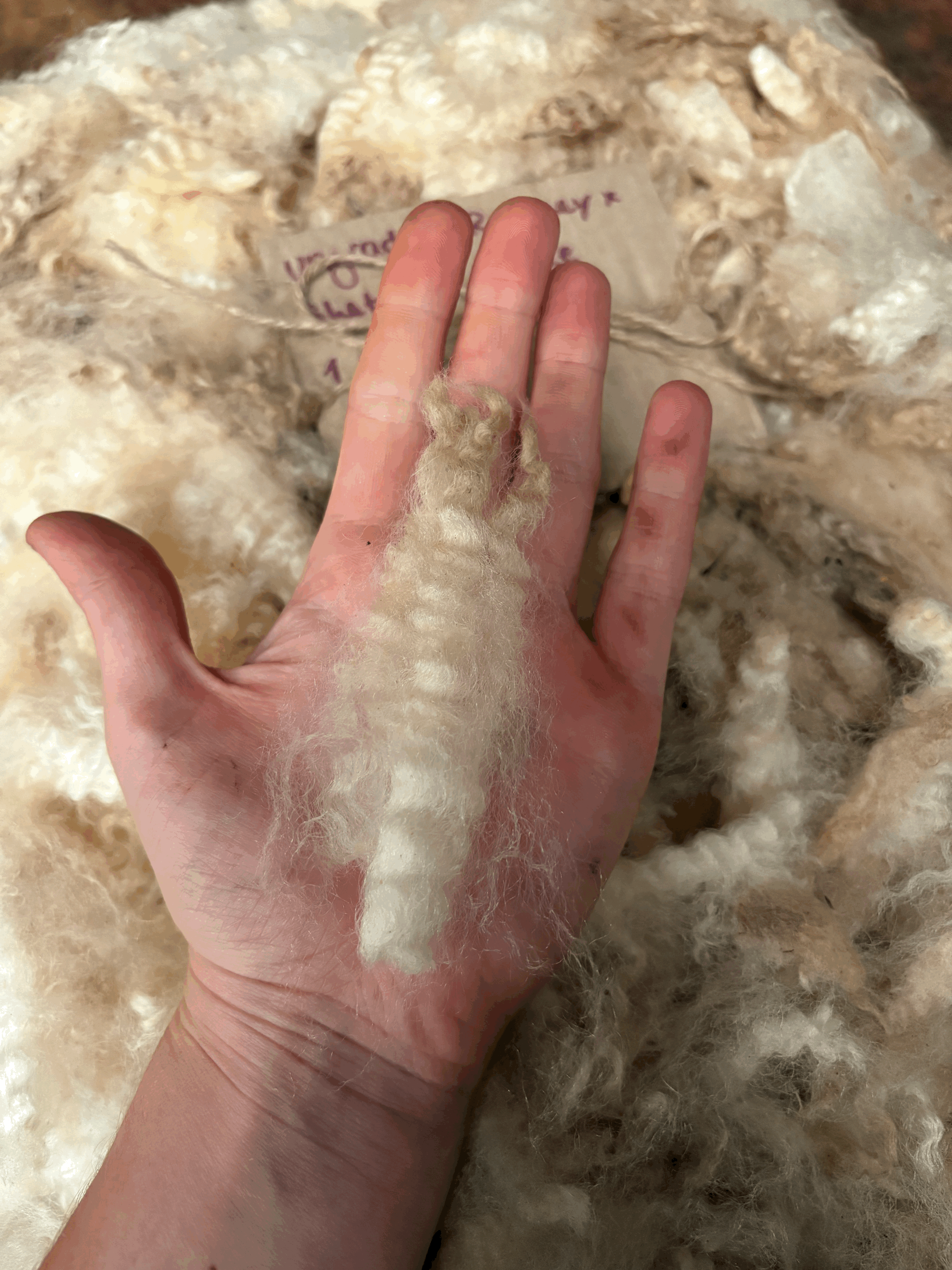 tempImage1XSM1V.gif