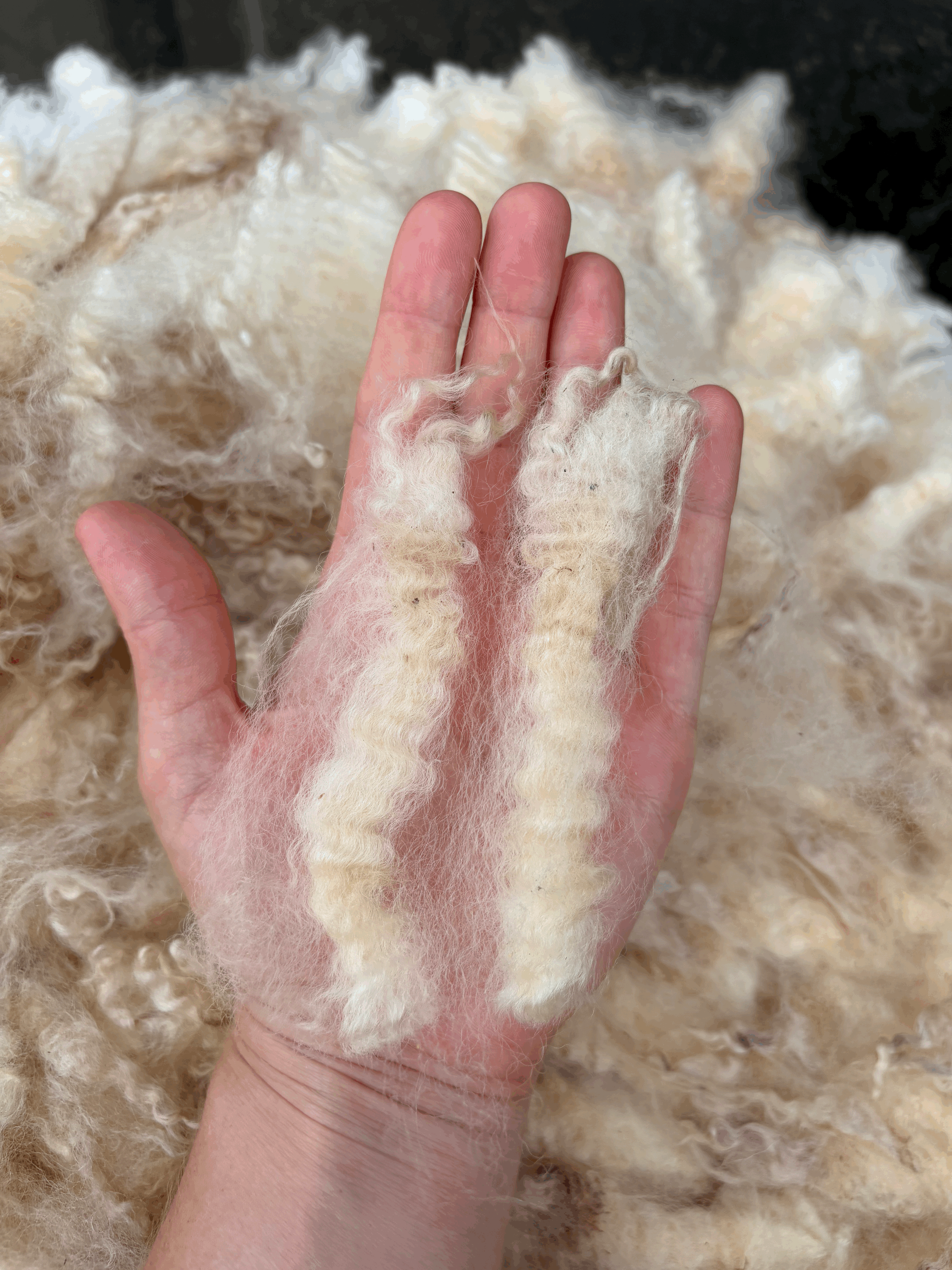 tempImageNl4Cw4.gif