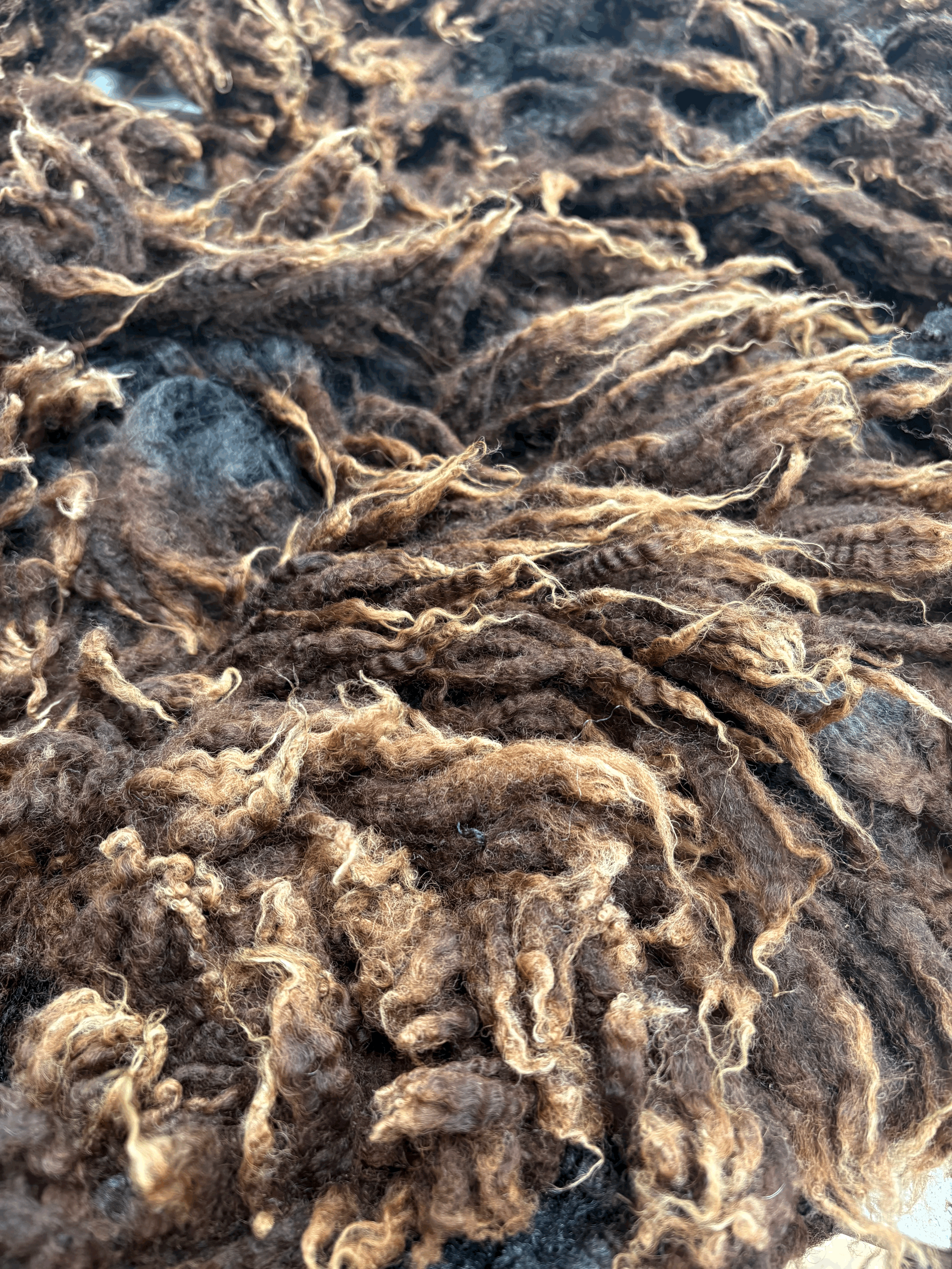 Very Dark Romney X Shetland Large Raw fleeces