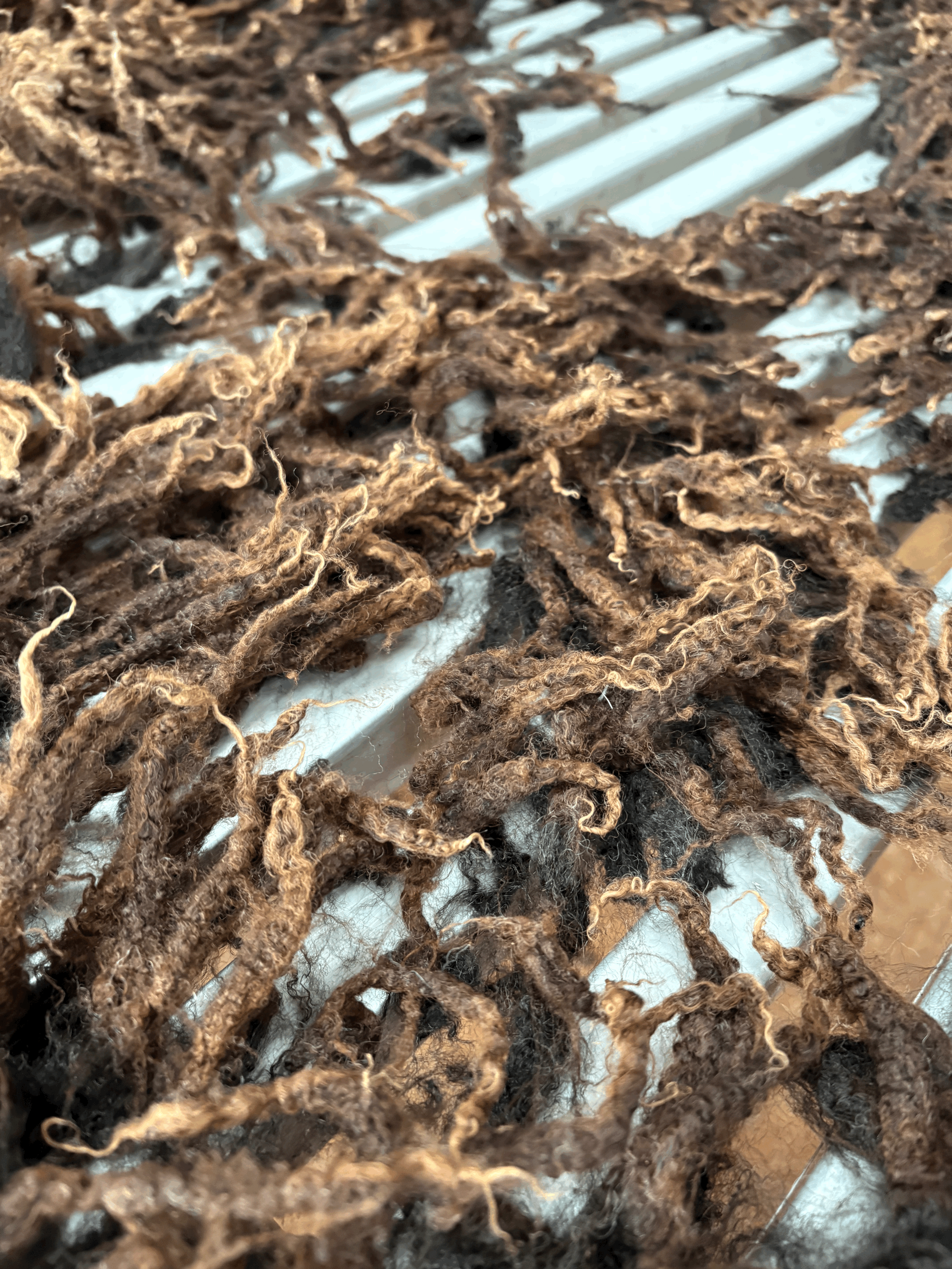 Amazingly Dark Brown BFL X  Lustre Raw Fleece