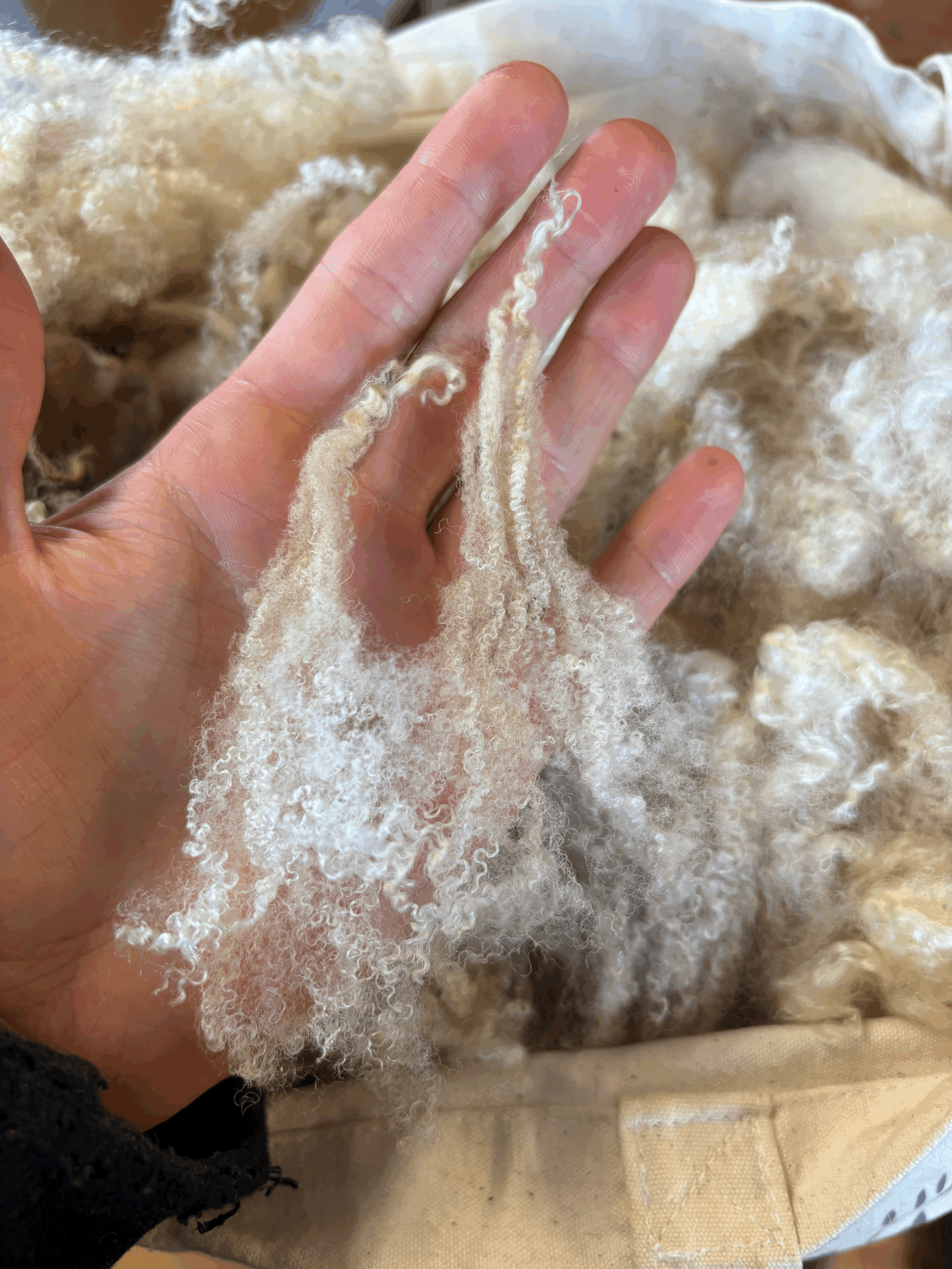 tempImageHlijeQ.gif