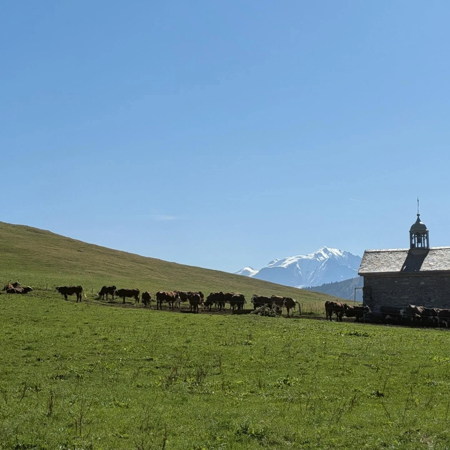 Until the cows come home