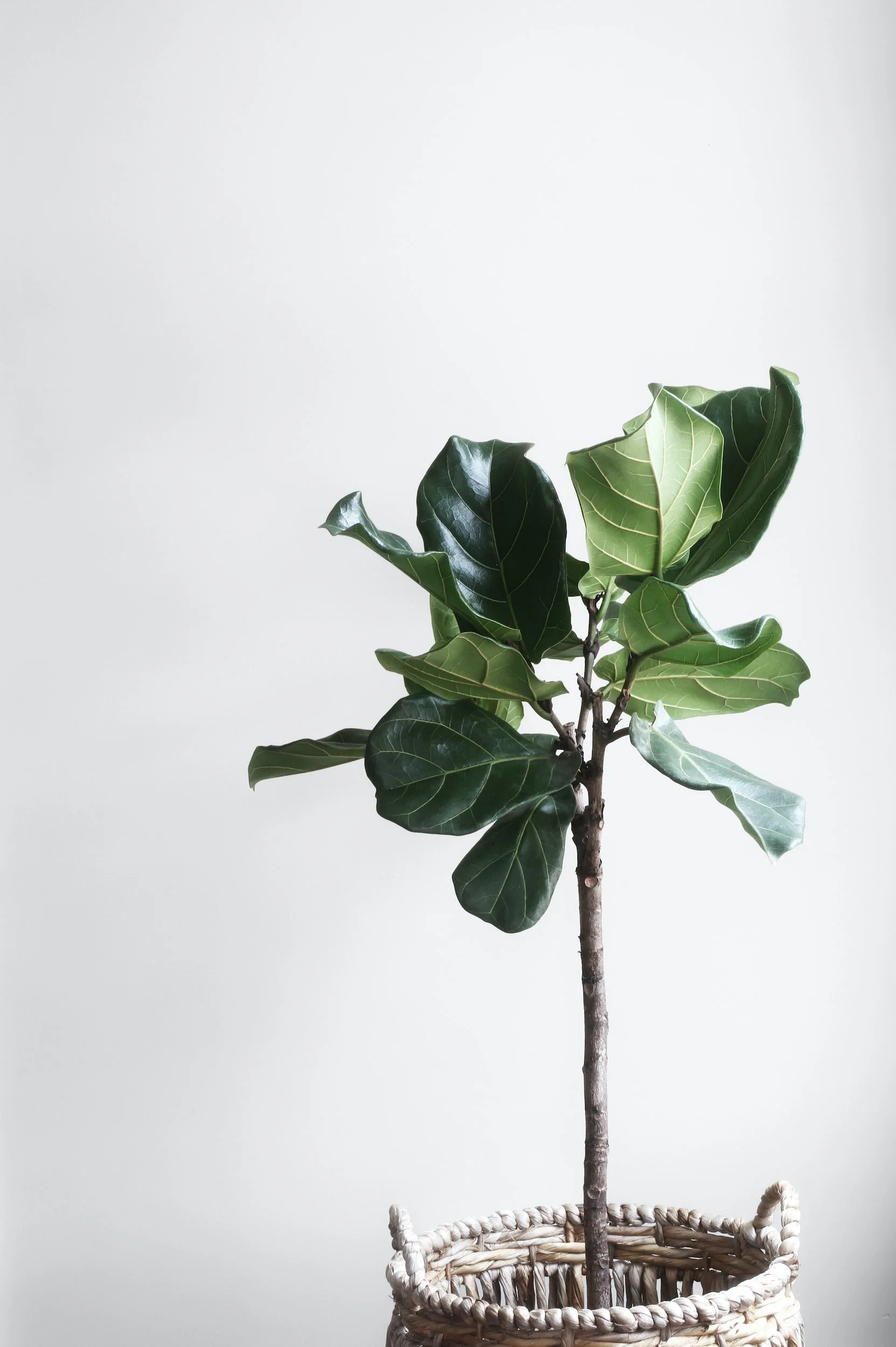 Fiddle Leaf Plant 101: Your Ultimate Guide to Keeping this Houseplant Healthy and Happy