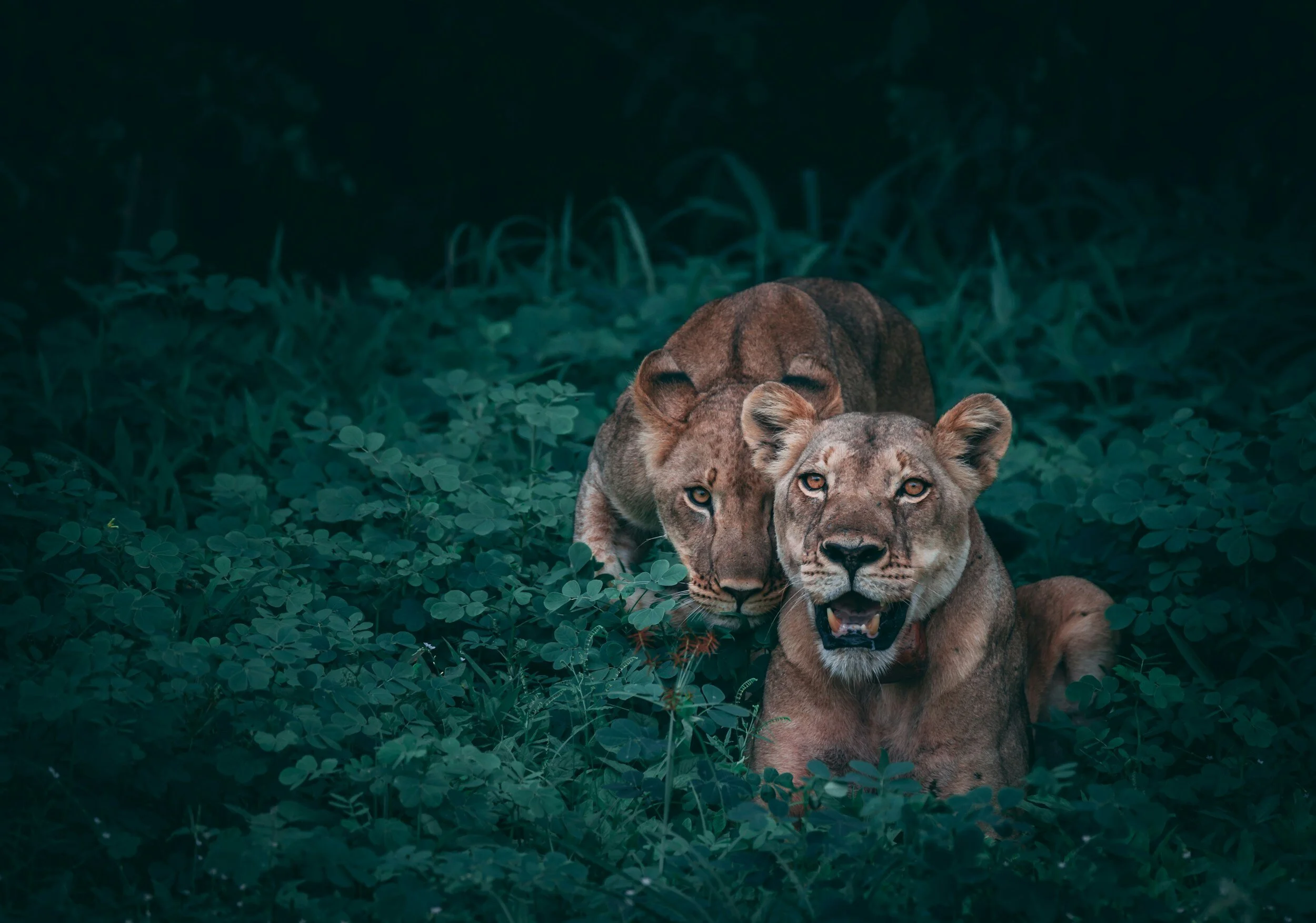 Revealing Nature's Wisdom: The Power of Shaking Off Trauma