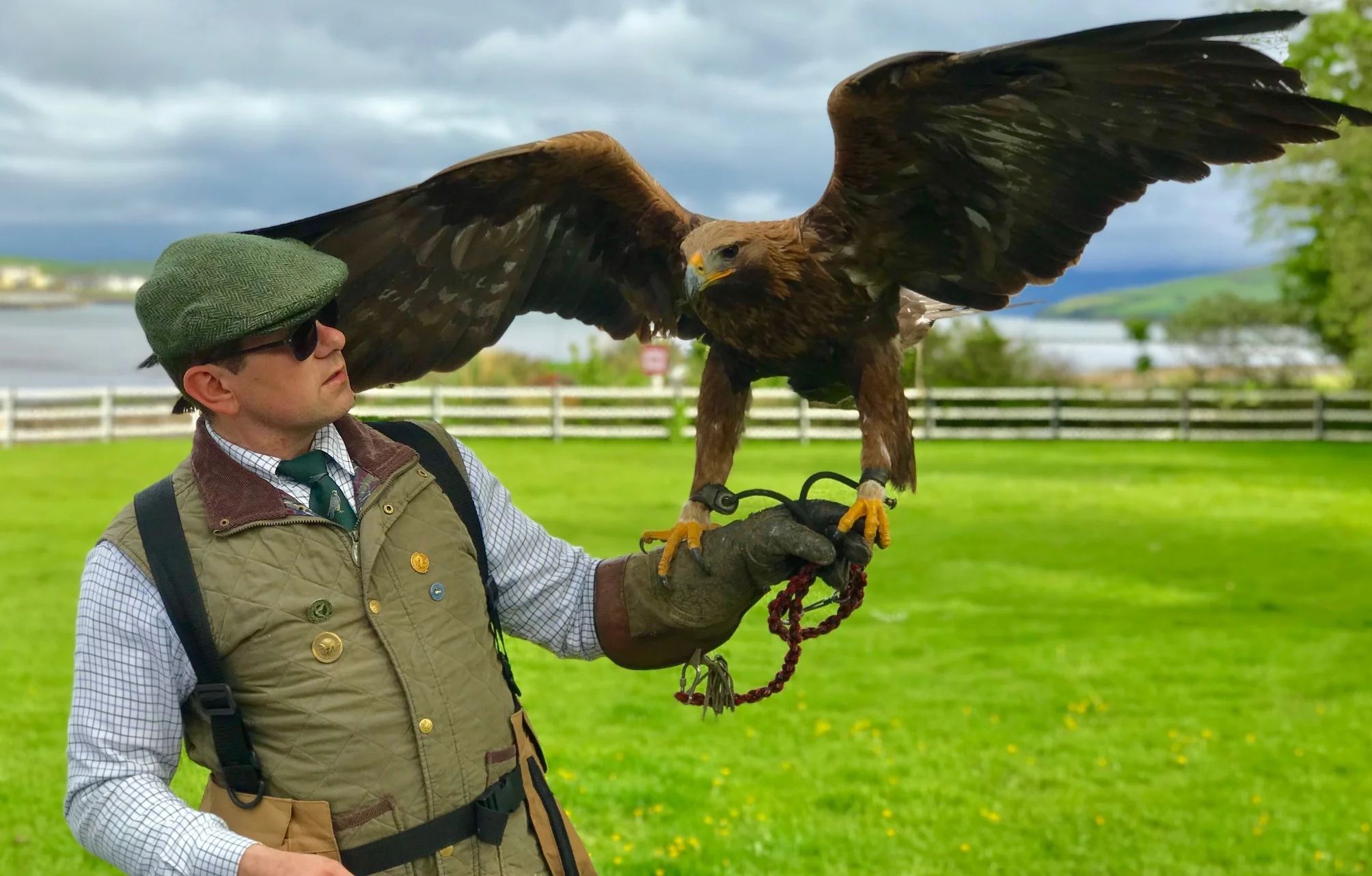 Falconry Pictures