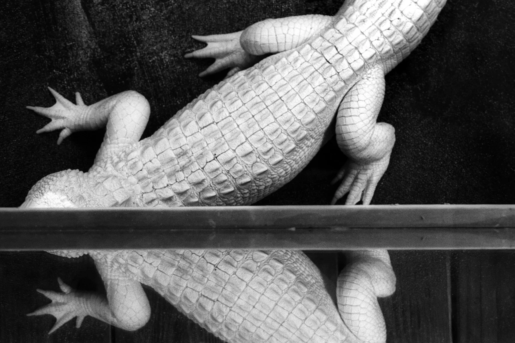 St. Augustine Alligator Farm 