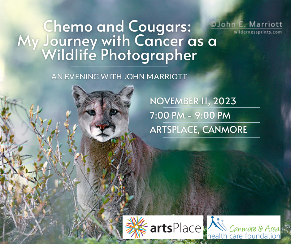 Chemo and Cougars: My Journey with Cancer as a Wildlife Photographer